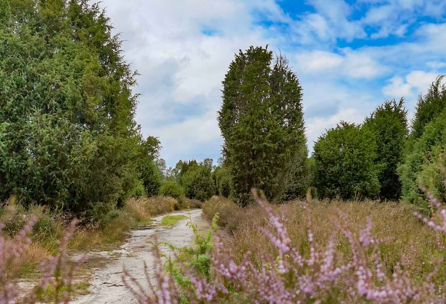 Rundweg Eimke, Wichtenbeck, Ellerndorfer Heide 14