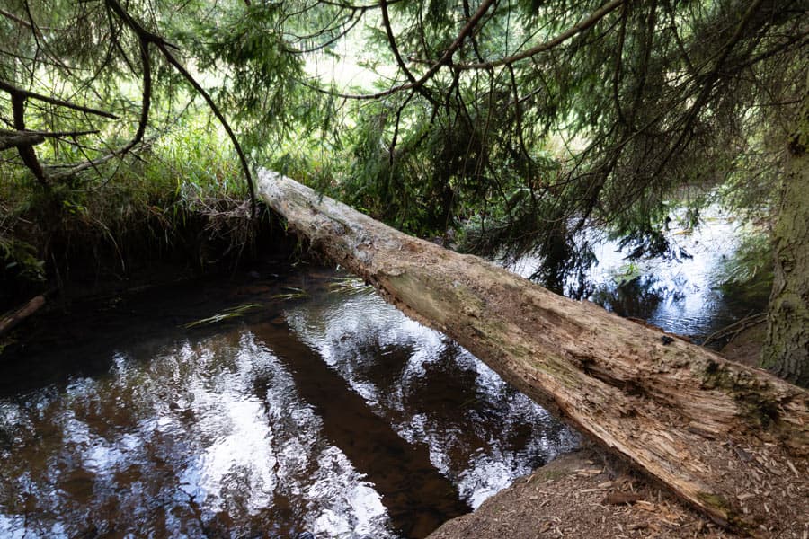 wasser, fluss, wald, bäume