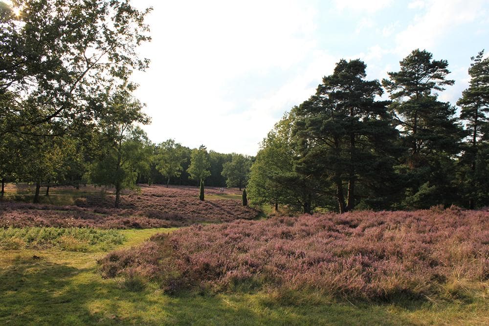Das Landschaftsschutzgebiet Höpen in Schneverdingen
