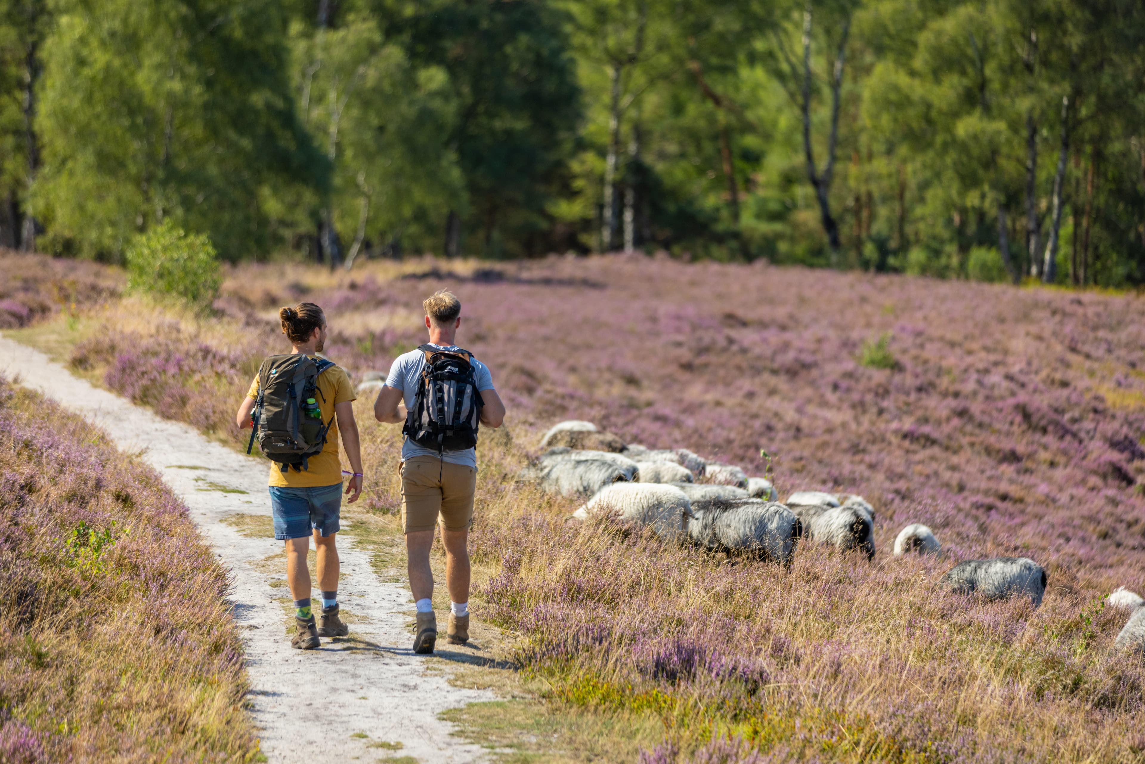 Wanderer treffen auf eine Herde Heidschnucken