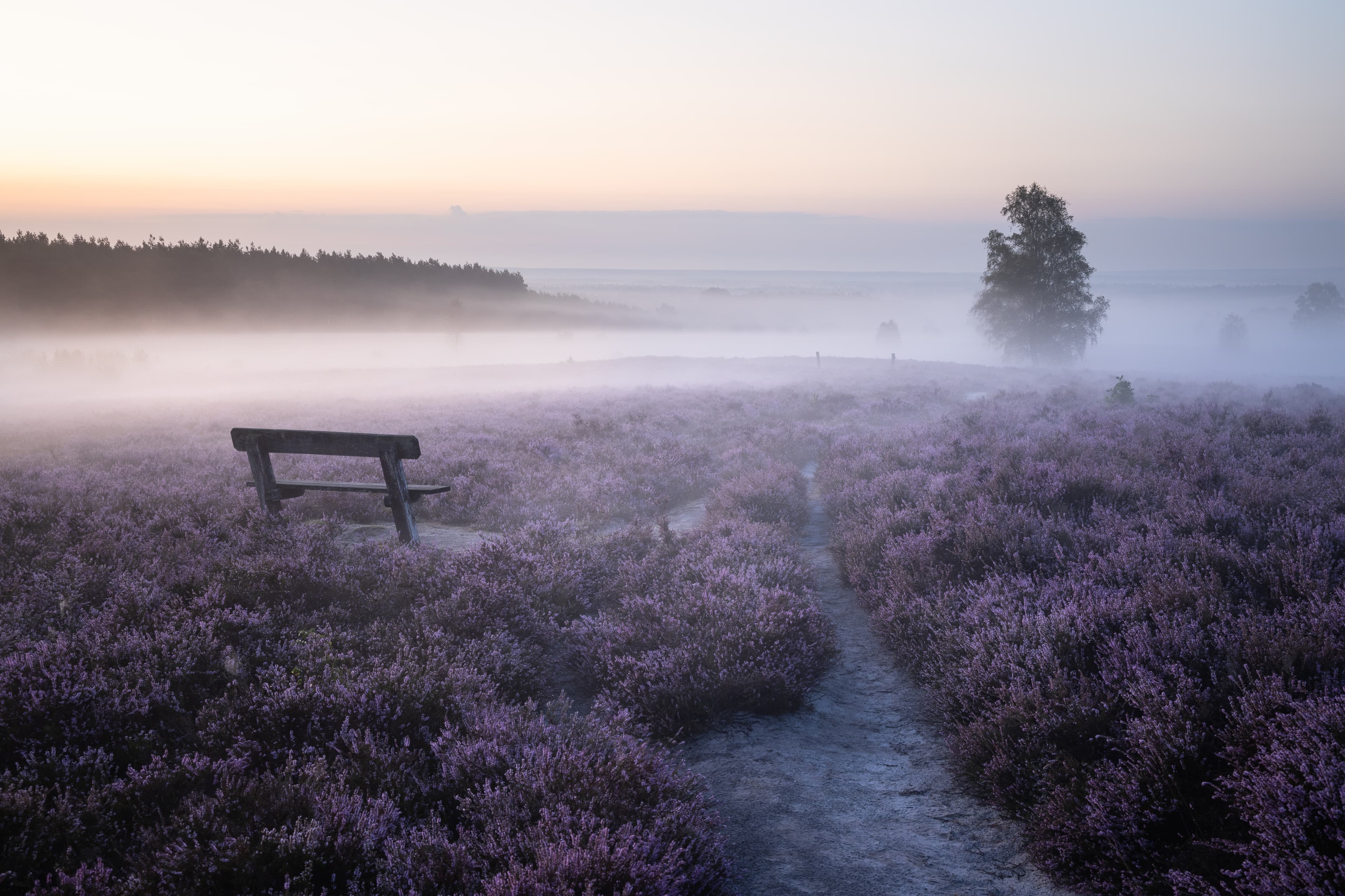 Wietzer Berg im Morgennebel