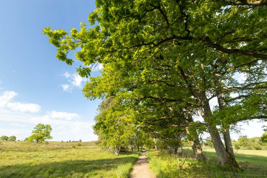 Tal der Haverbeeke am Wanderweg Heidschnuckenweg