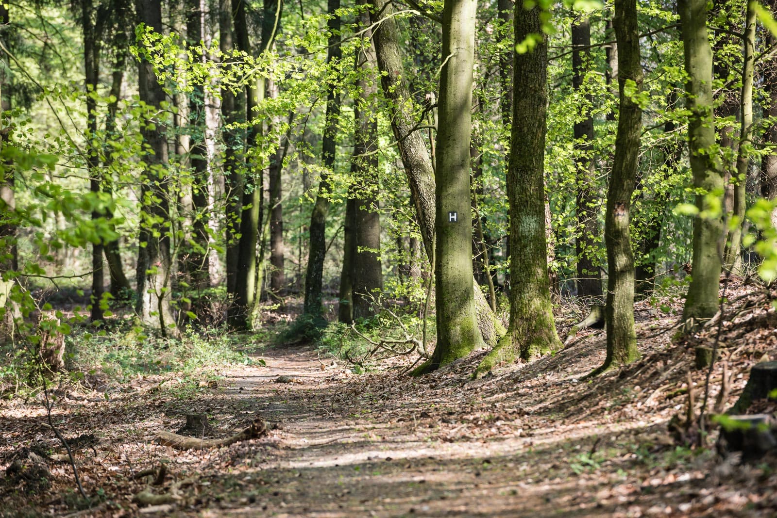 Heidschnuckenweg Etappe 1 Frühling