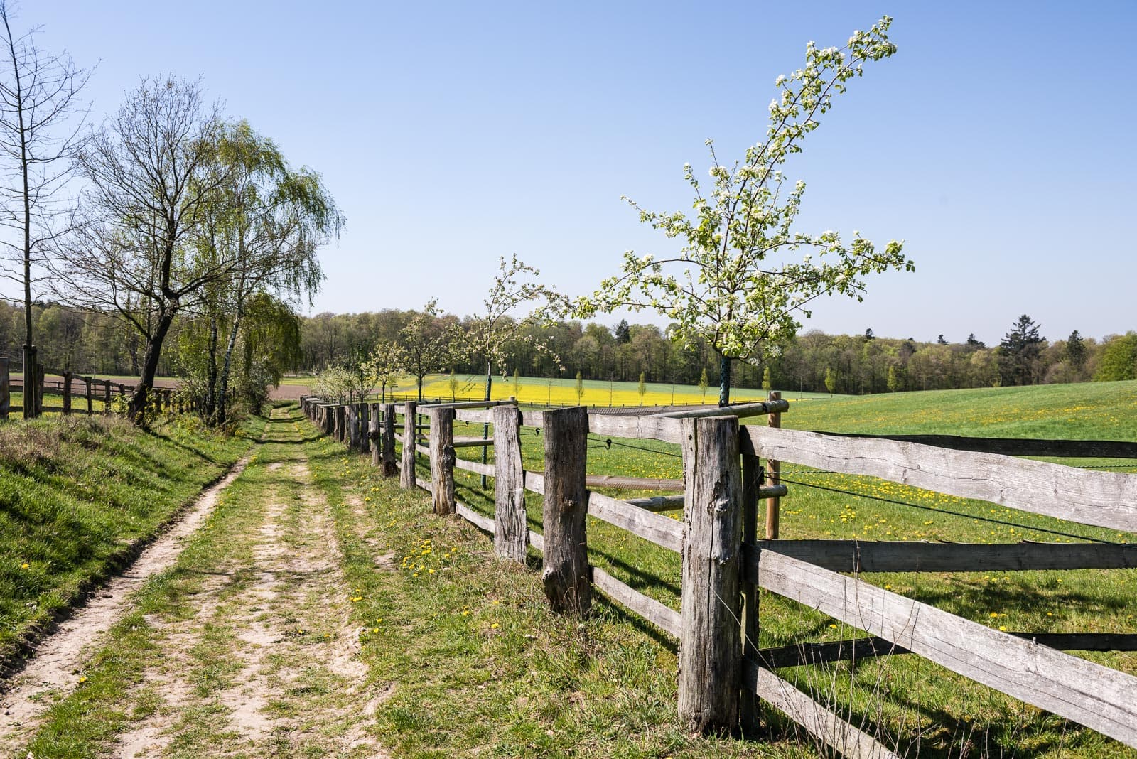 Frühling auf dem Heidschnuckenweg