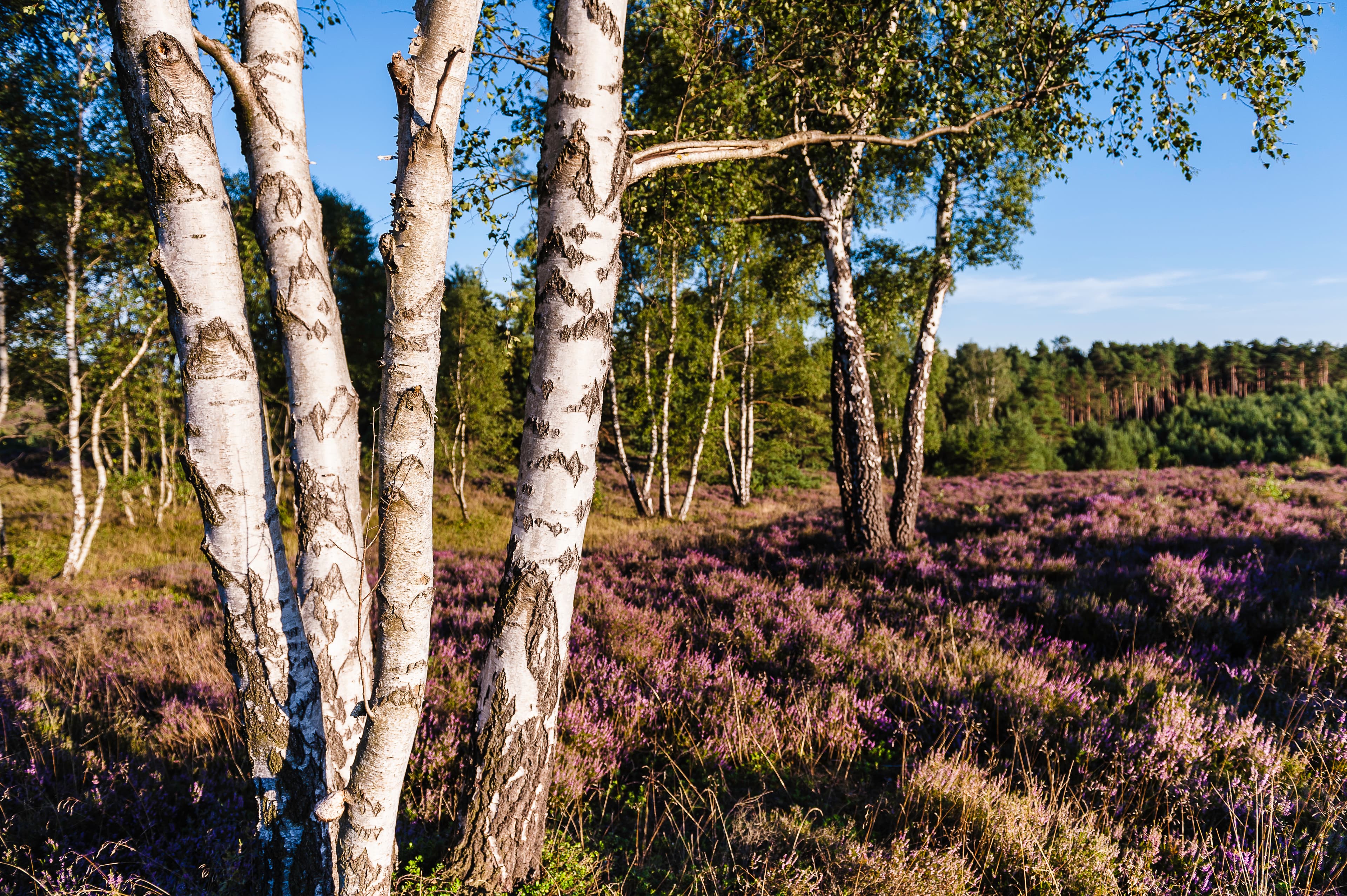 Misselhorner Heide in Hermannsburg