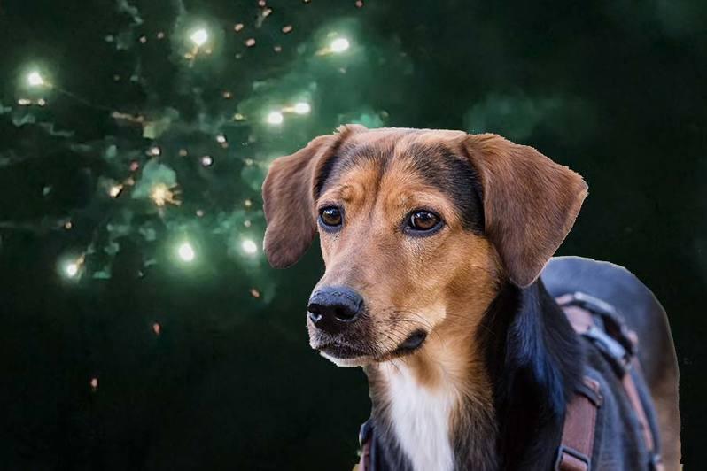 New Year's Eve holiday with a dog but without firecrackers: quiet holiday apartments