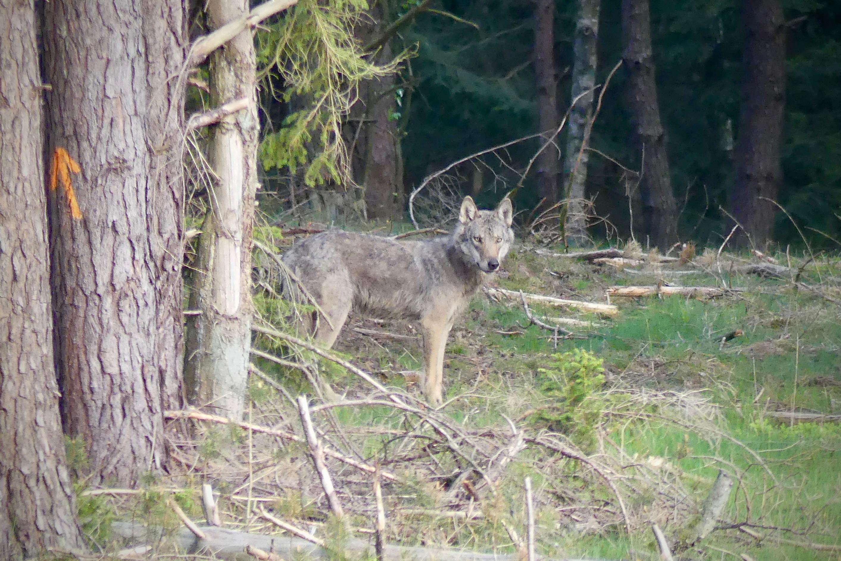 7_Wolf3_Im-Wald-mit-Einhorn_Wolfswanderung