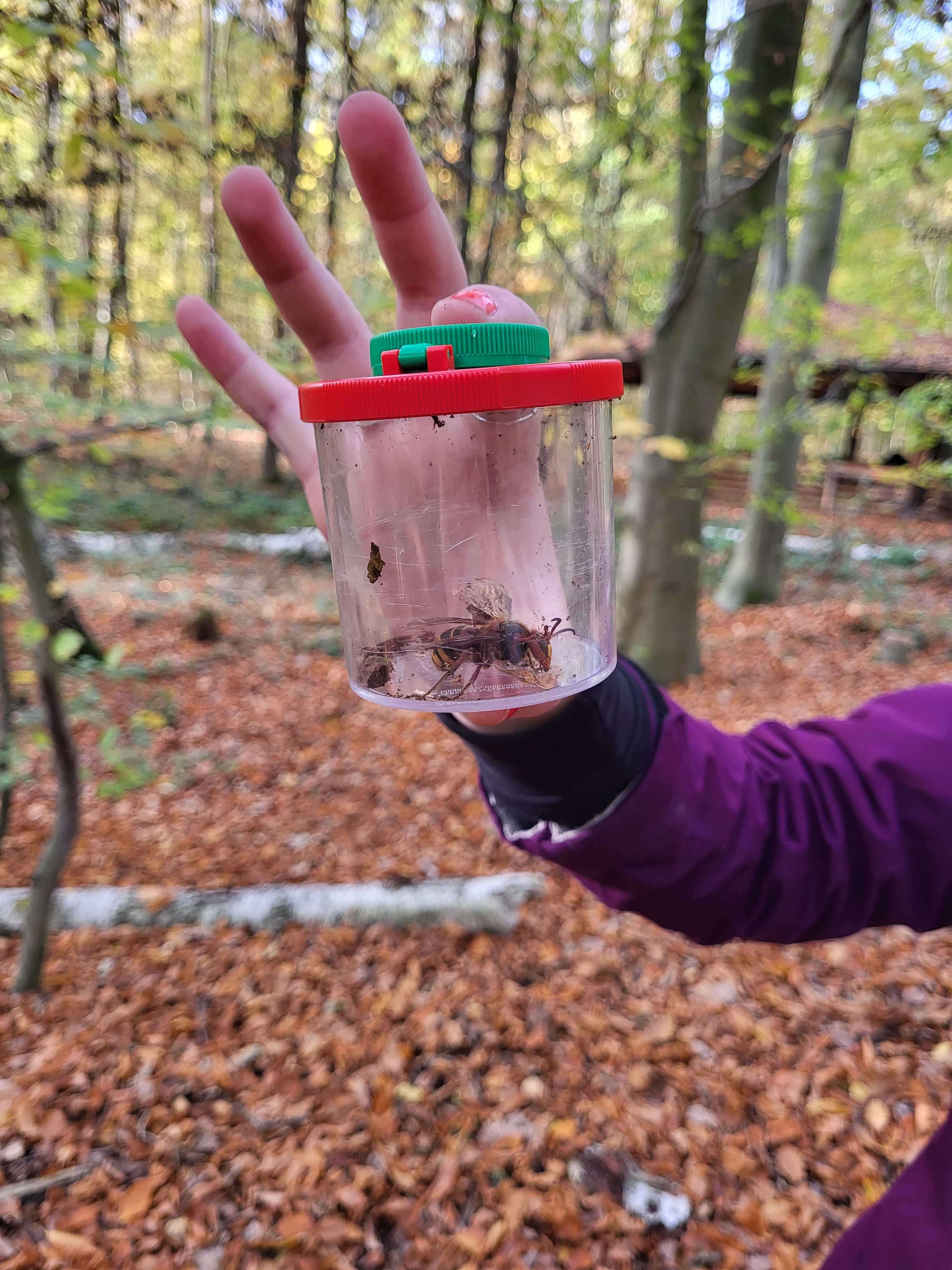 Eine Hornissen-Königin wurde im Laub gefunden