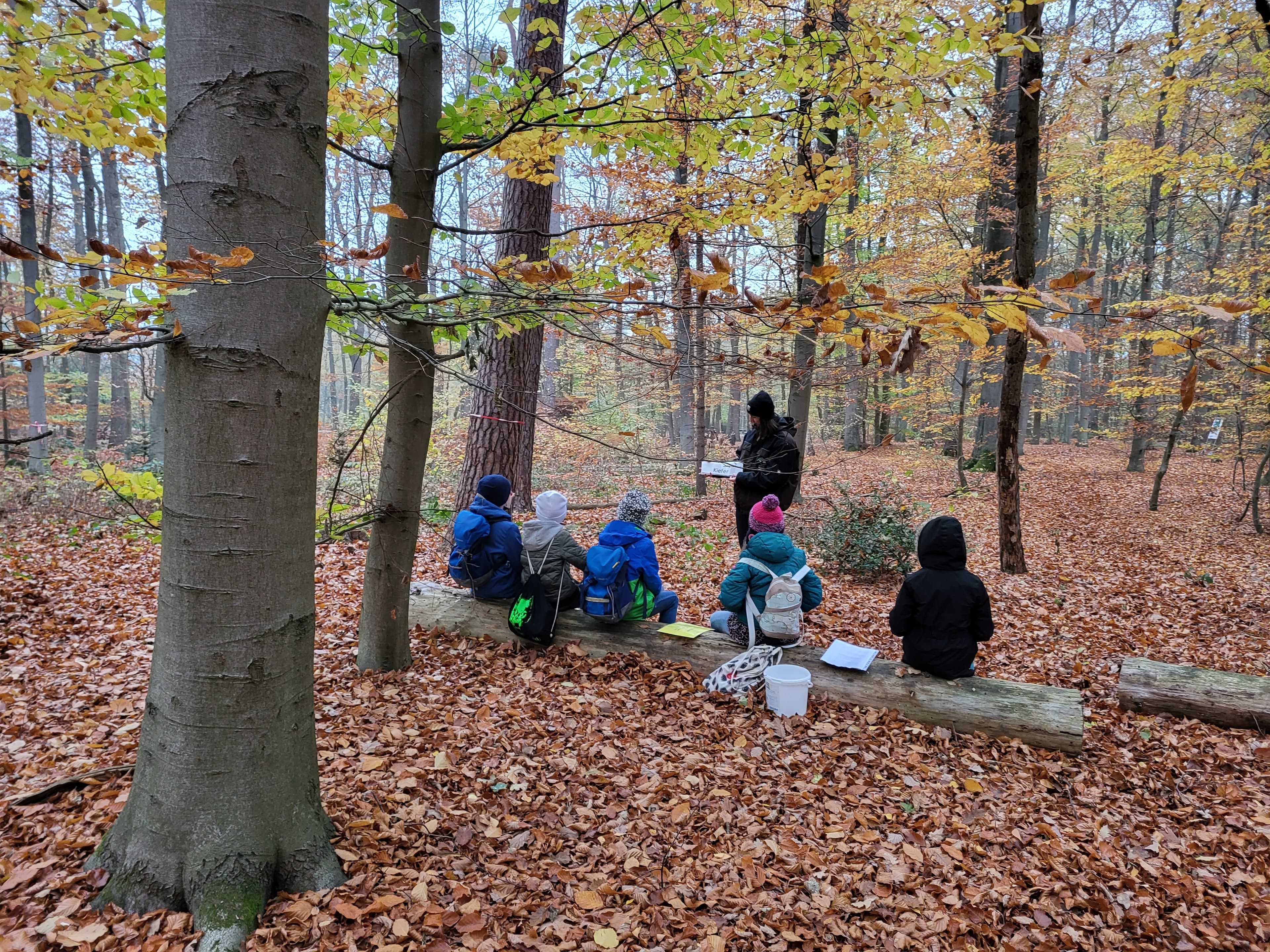 Baumbestimmung im Buchenwald.