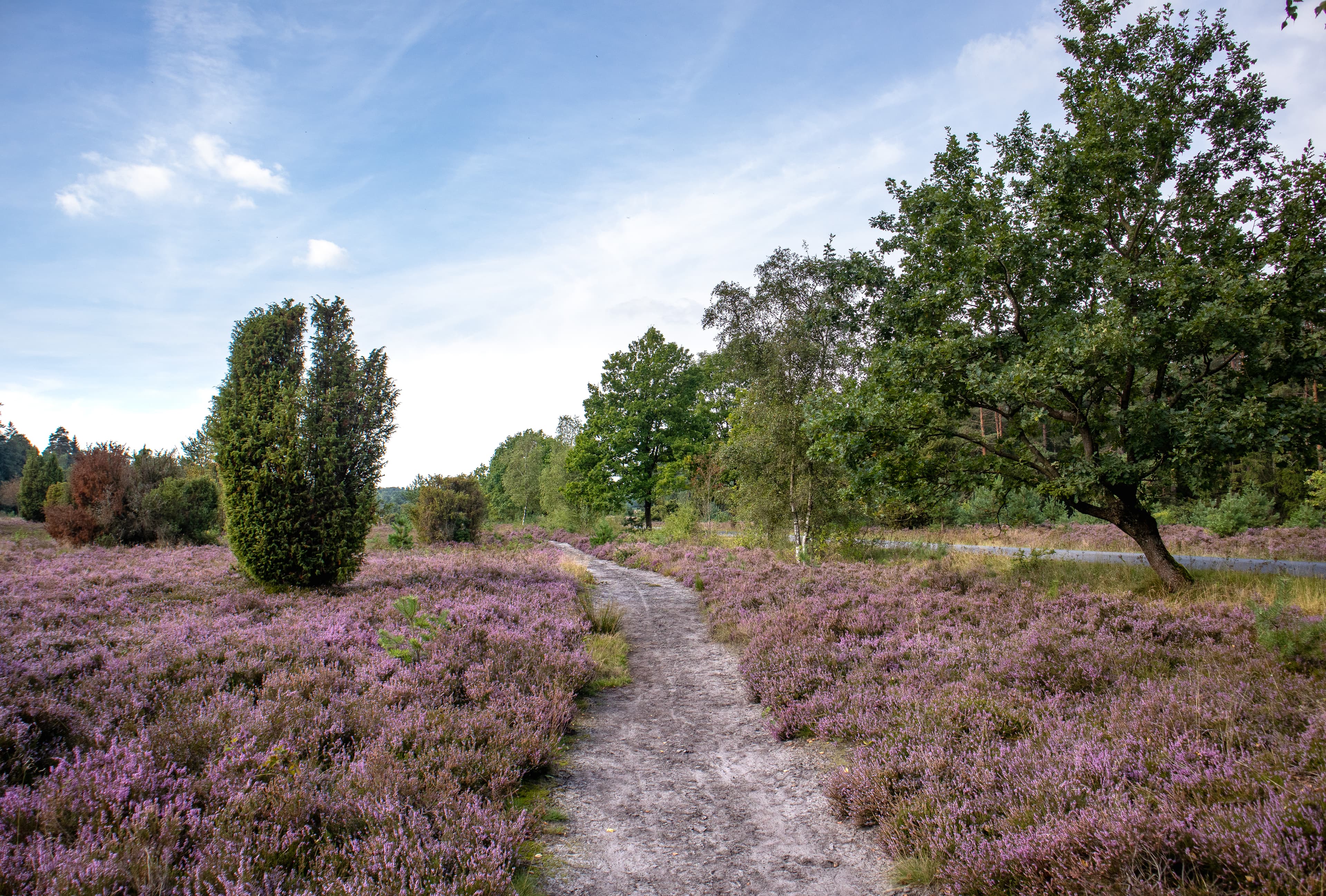 Die Wehlener Heide bei Undeloh