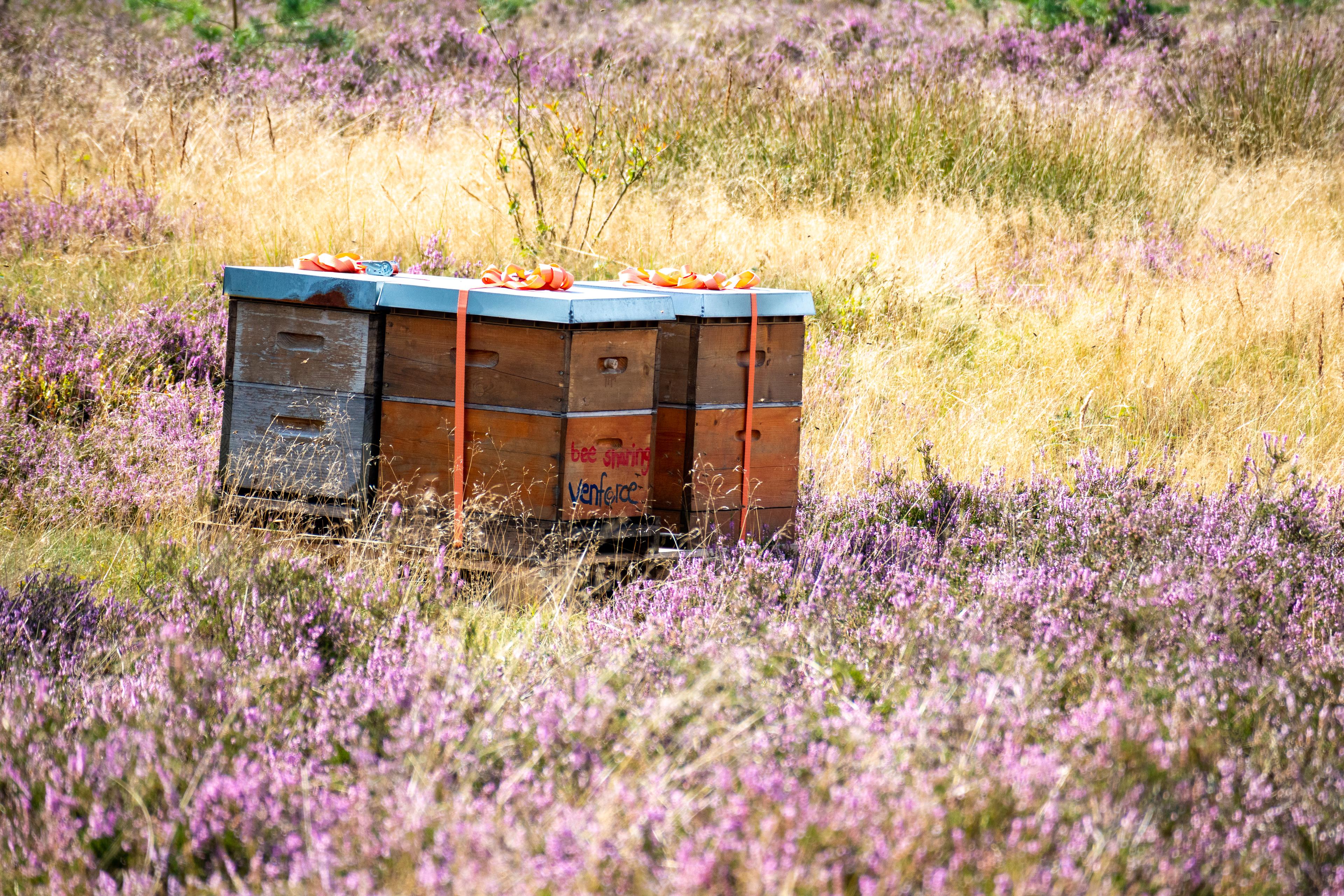 Bienenkästen inmitten der blühenden Wehlener Heide