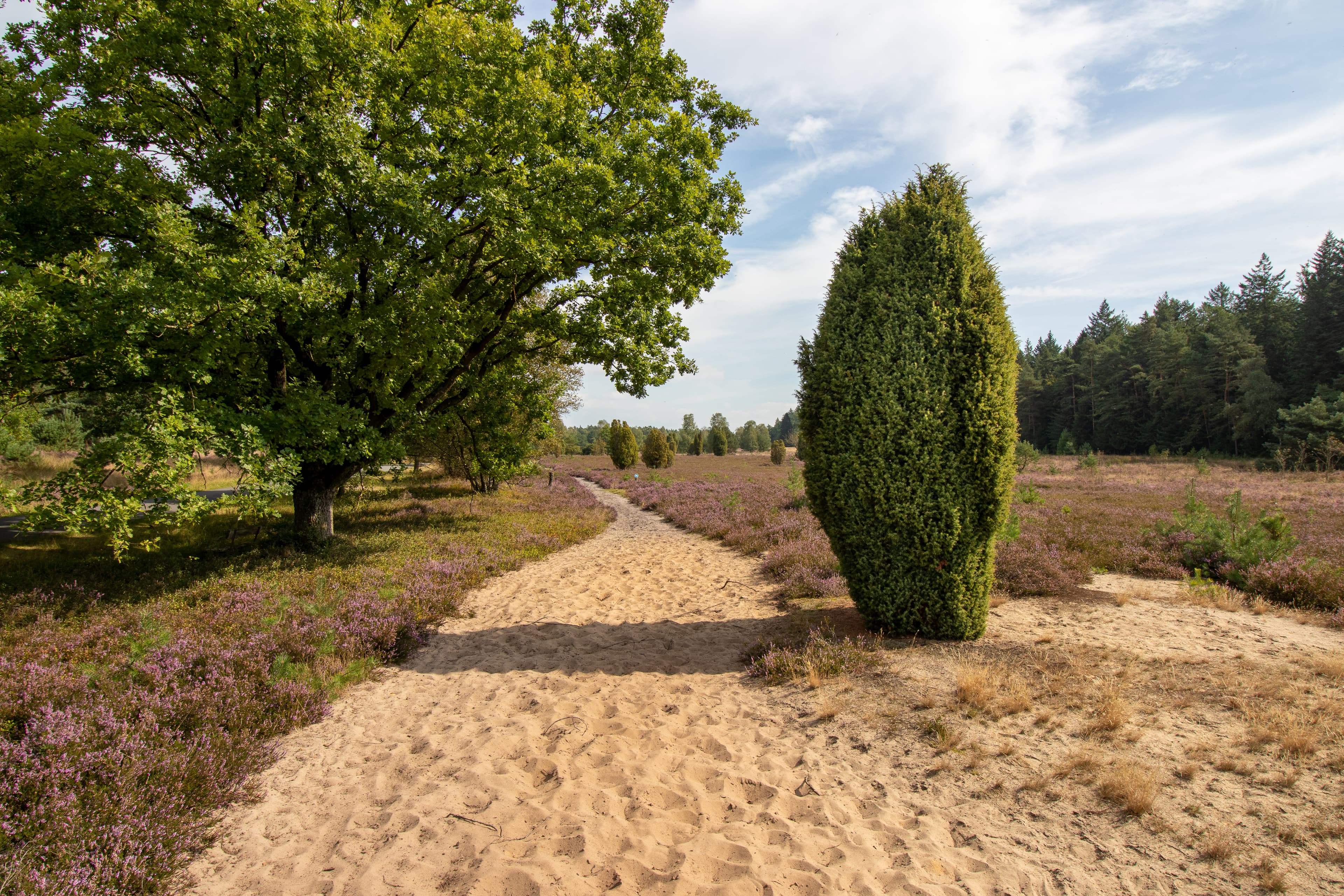 Das Bild zeigt einen imposanten Wacholder inmitten der blühenden Wehlener Heide. Ein sandiger Weg schlängelt sich links von ihm durch die Heide.