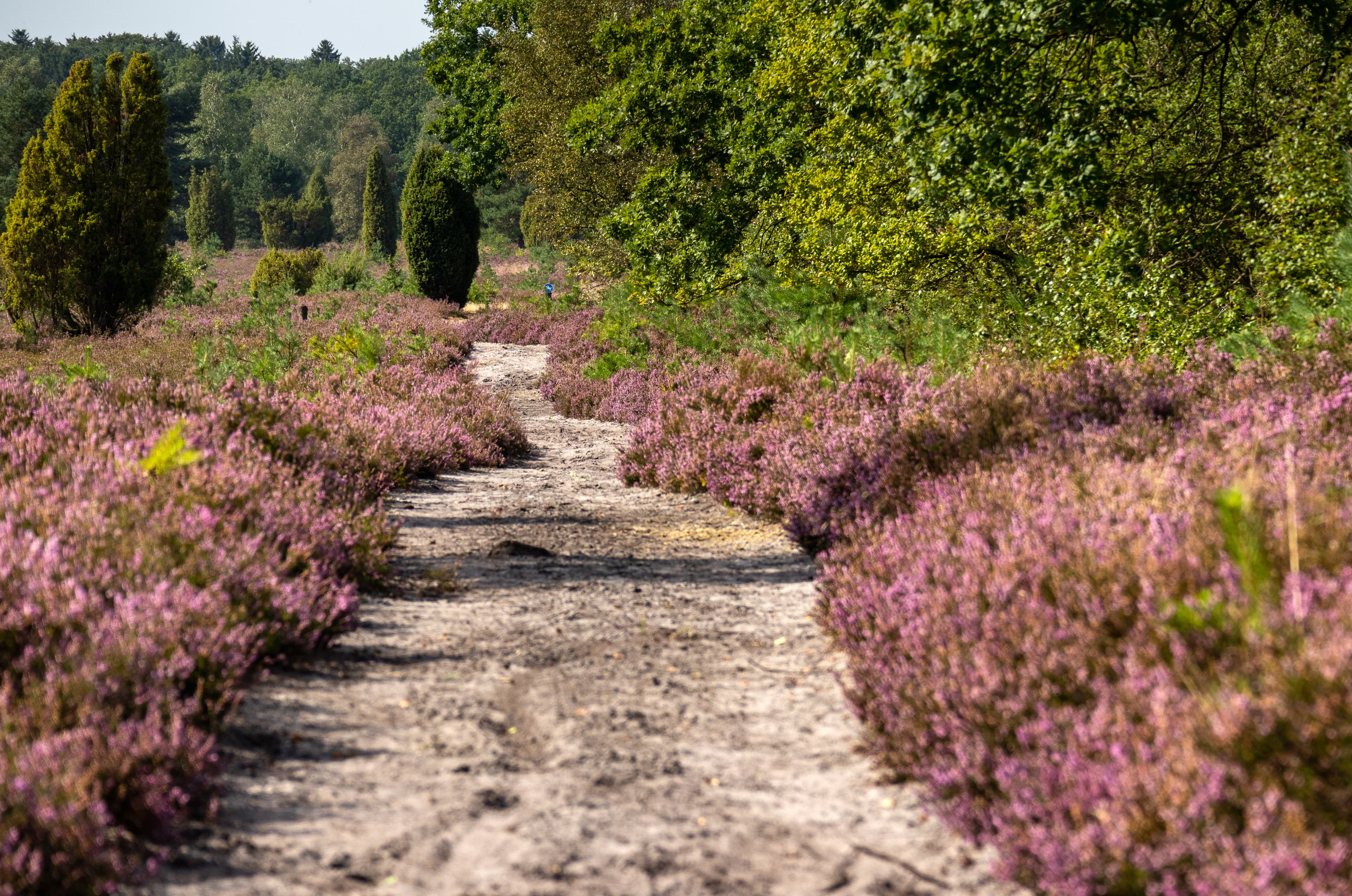 Sandiger Reitweg in der Wehlener Heide bei Undeloh