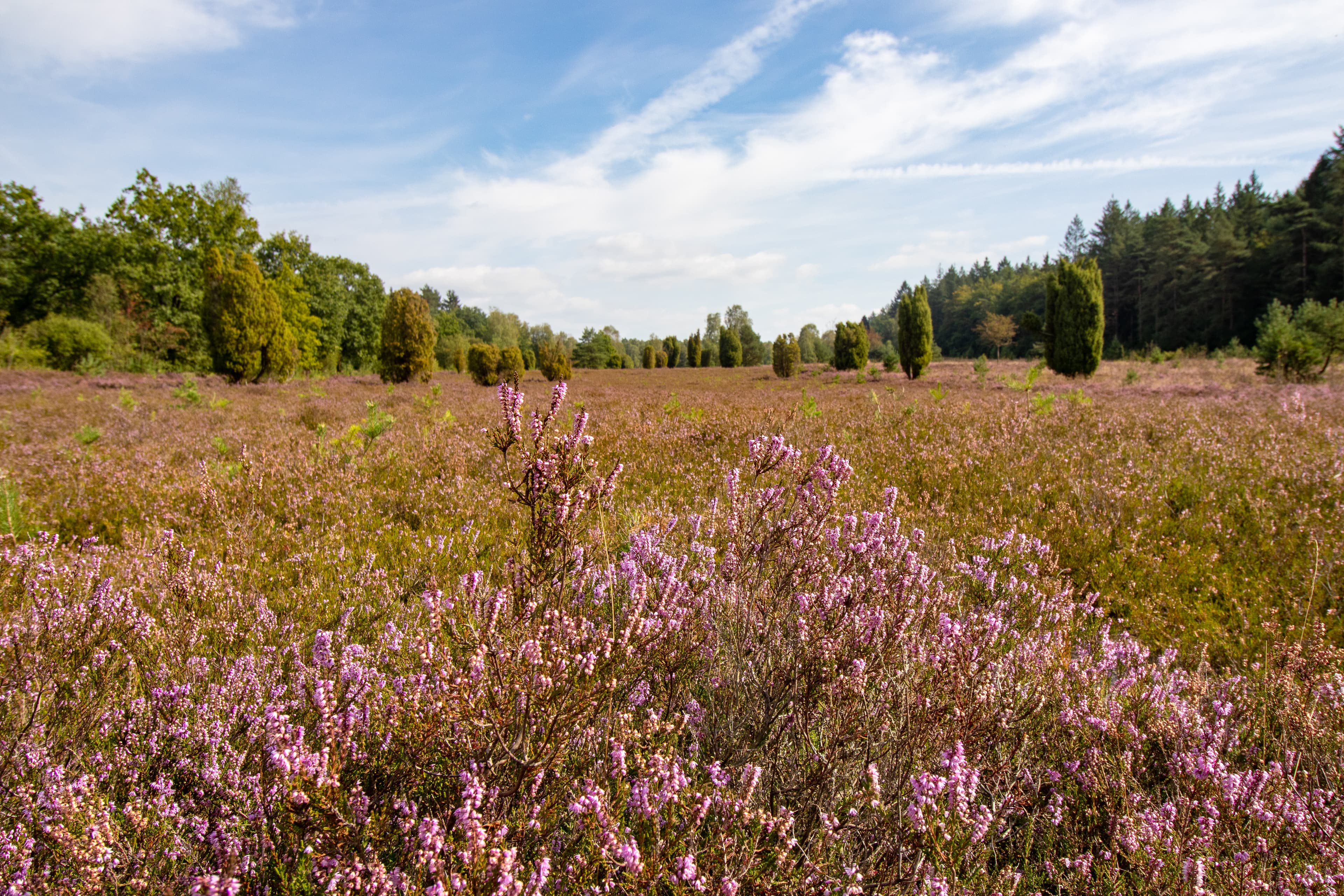 Die Wehlener Heide während der Blüte