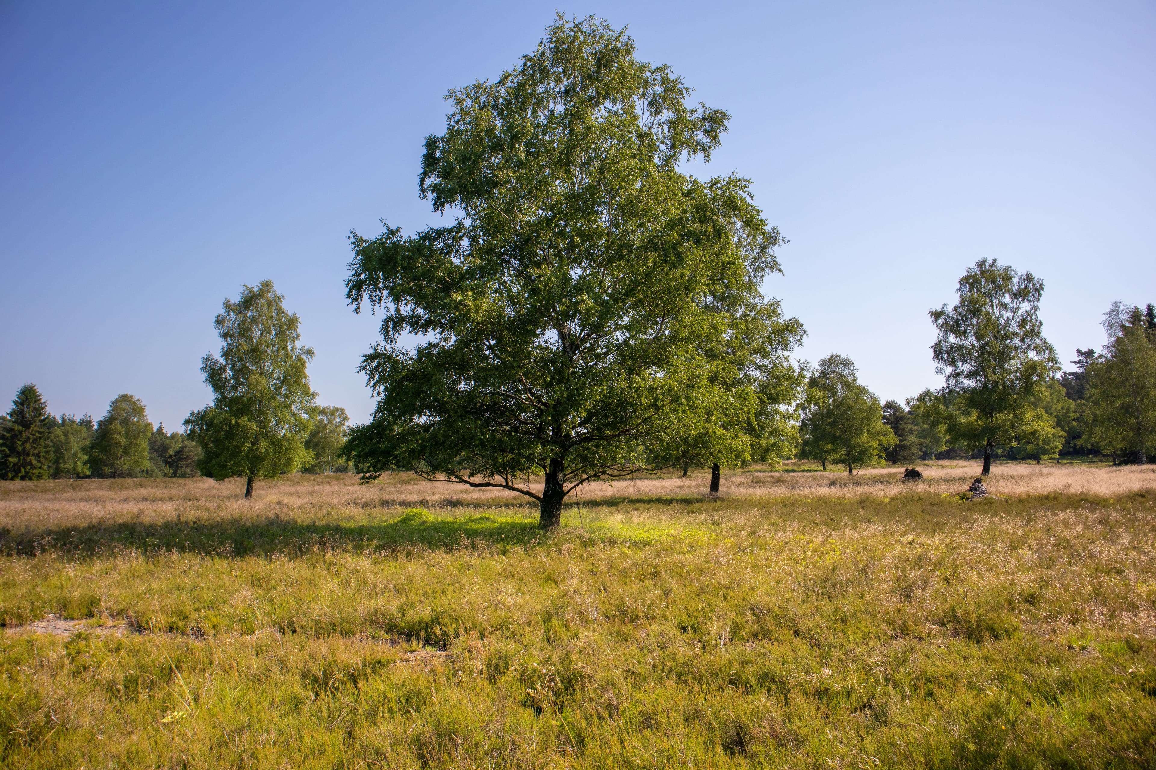 Der Kerkstieg führt auch durch die Weseler Heide.