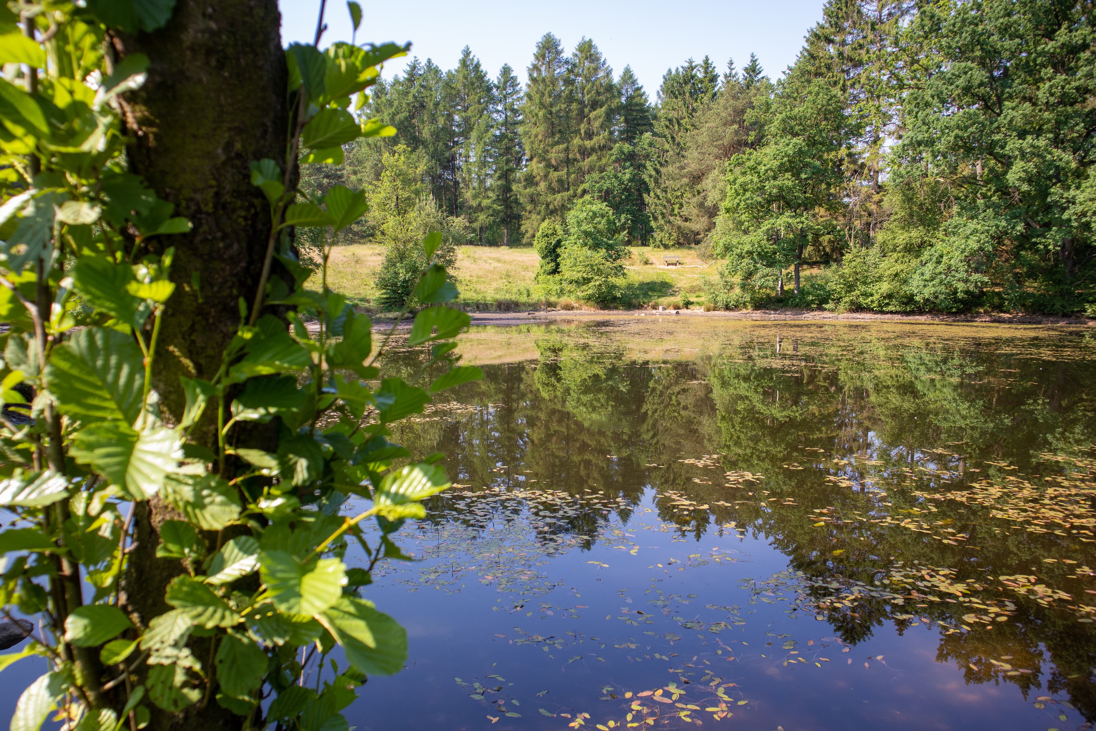 Ein Natur-Highlight am Kerkstieg ist der Pastor Bode Teich