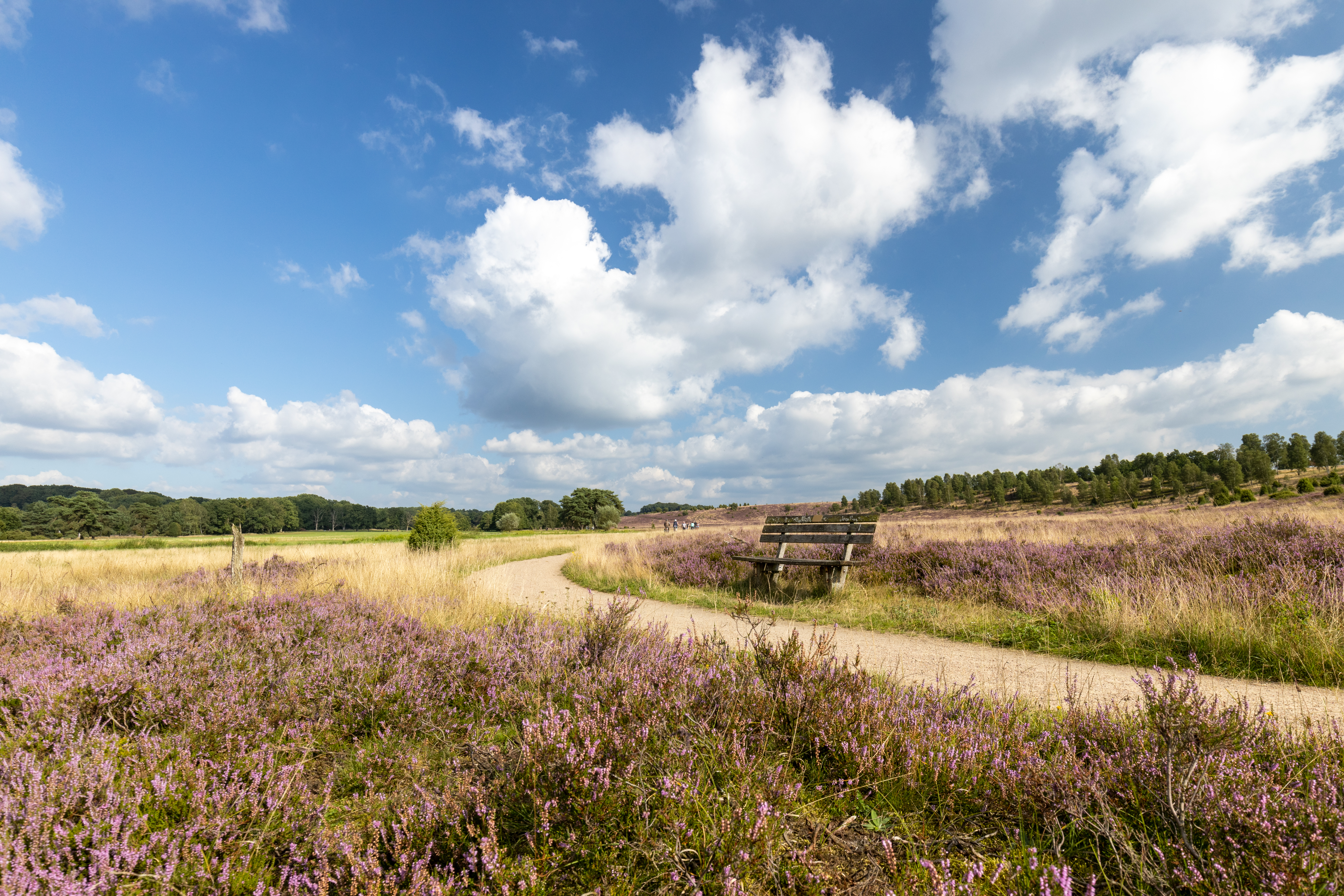 Wanderweg Haverbeeke Heideschleife Barrierefrei