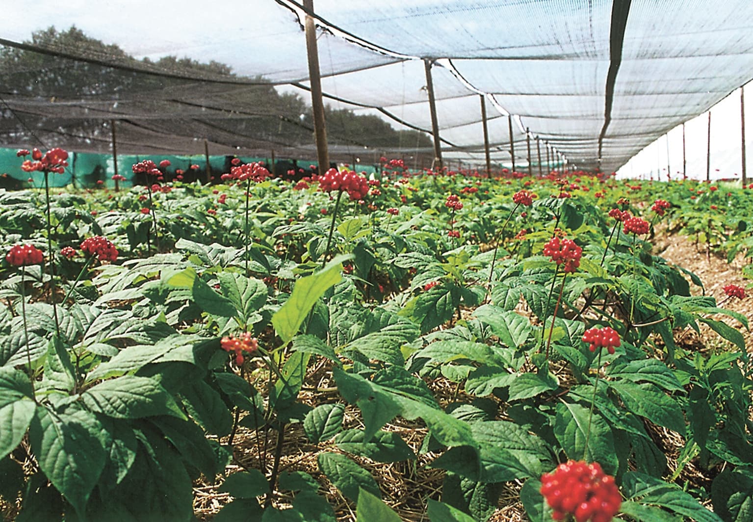 E FloraFarm Ginseng group offers