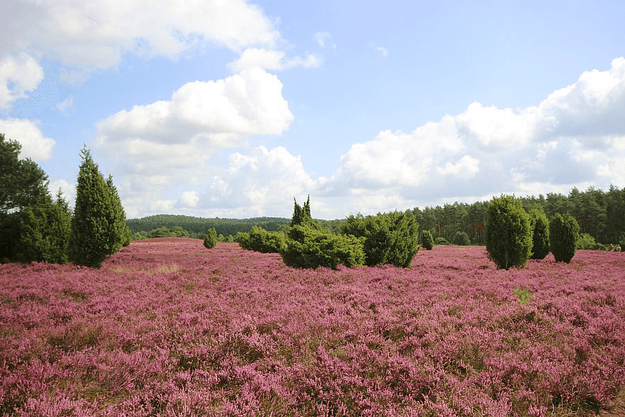 Sudermühler Heide