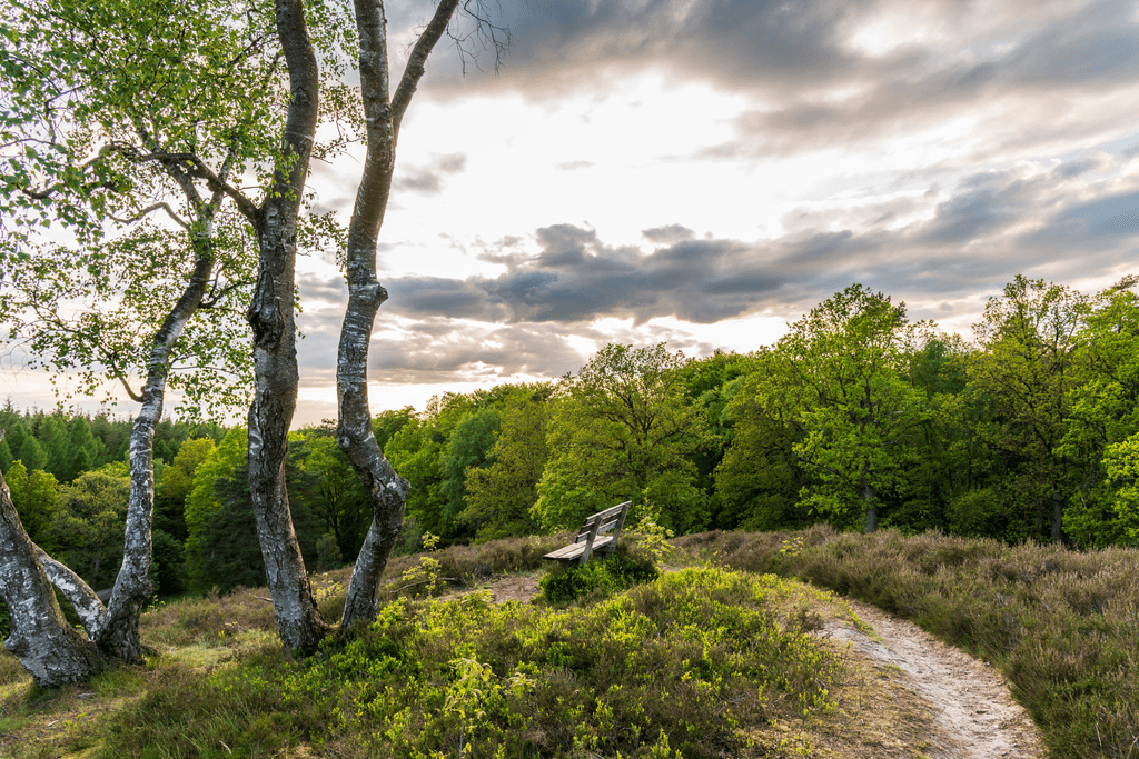 Heidefläche an der Birkenbank