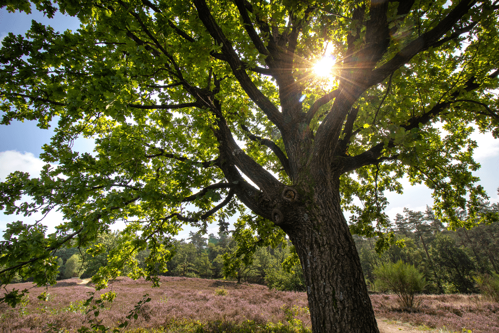 Egestorf Naturblick Auberg