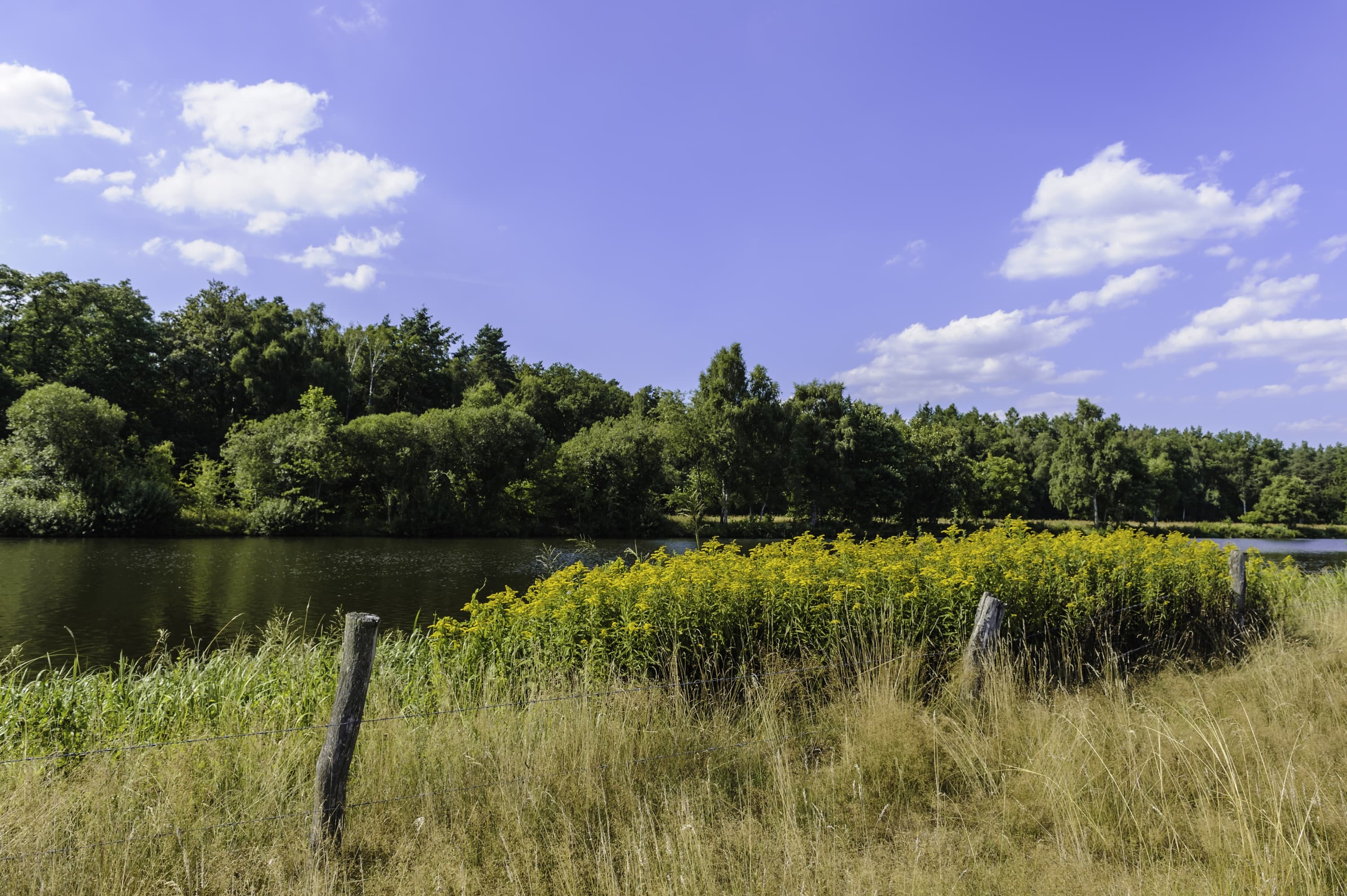 Die Aller an der Hornbosteler Hutweide bei Wietze