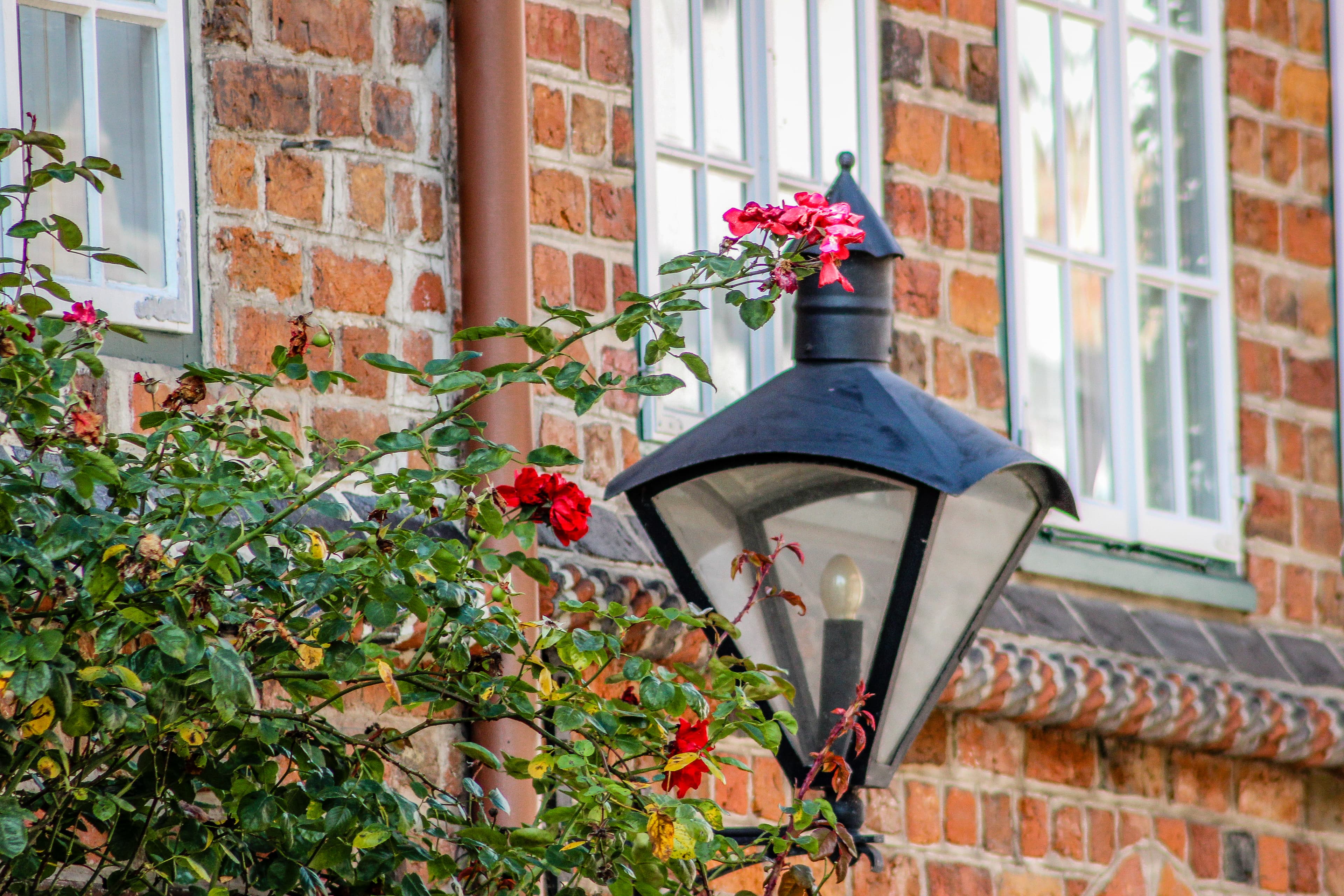 Rote Rosen in der Altstadt Lüneburg