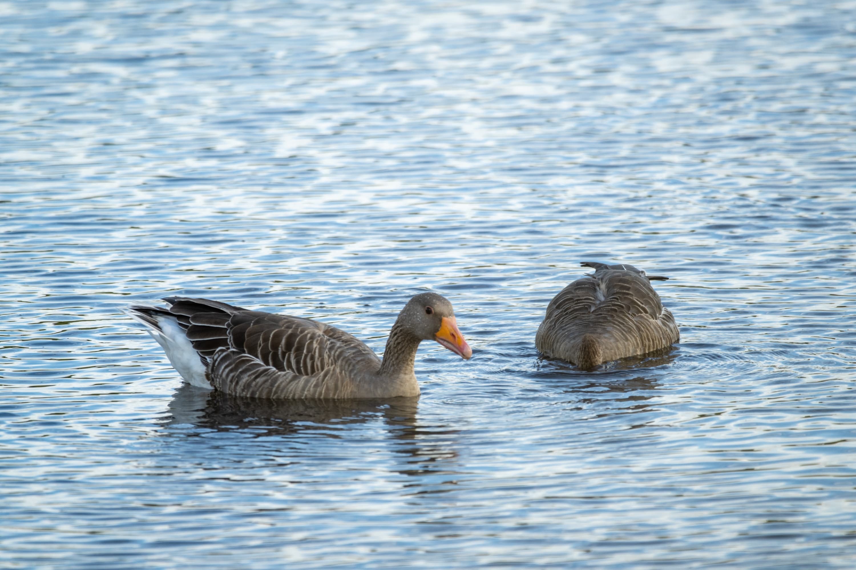 Enten auf den Meißendorfer Teichen