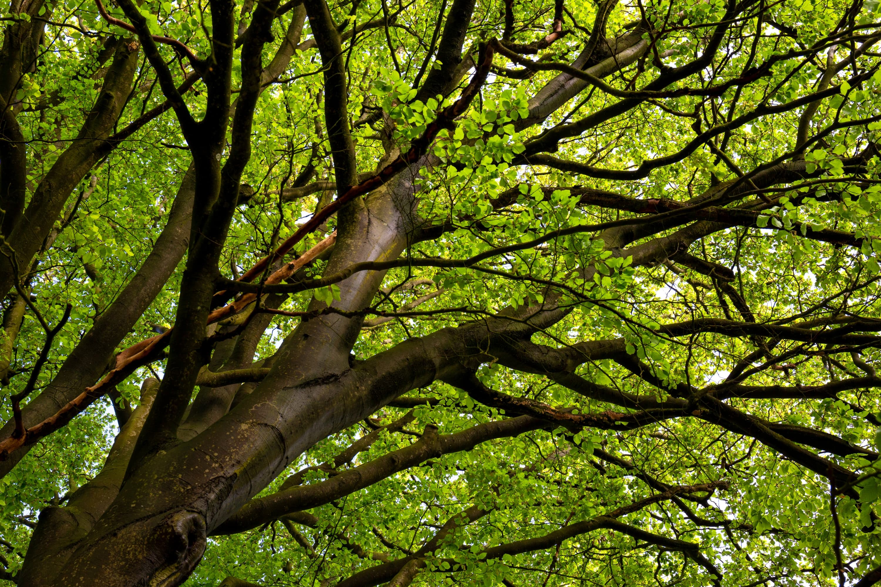 Leuchtendes Grün Im Frühling