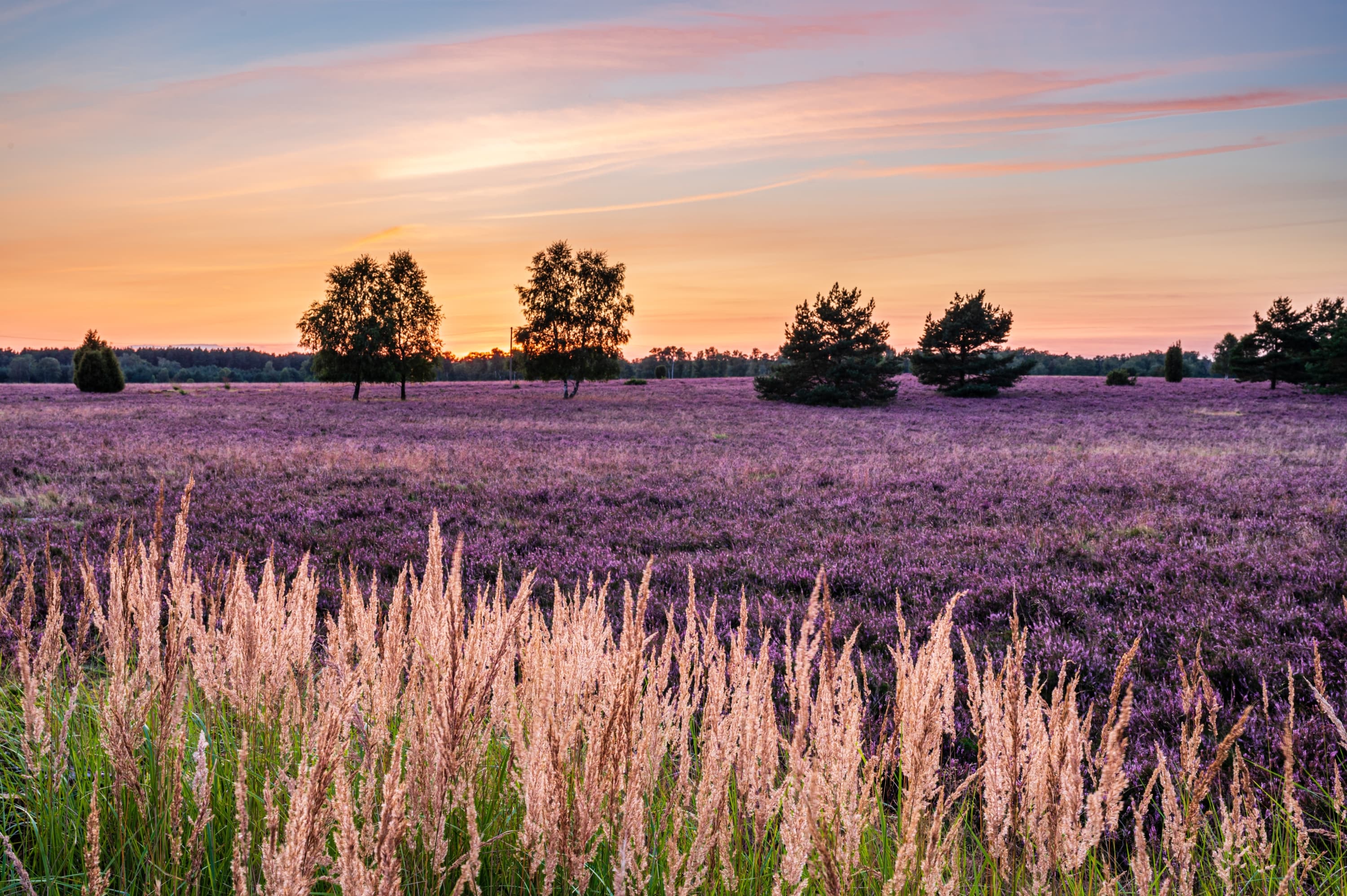 Oberoher Heide Heideblüe Sonnenuntergang