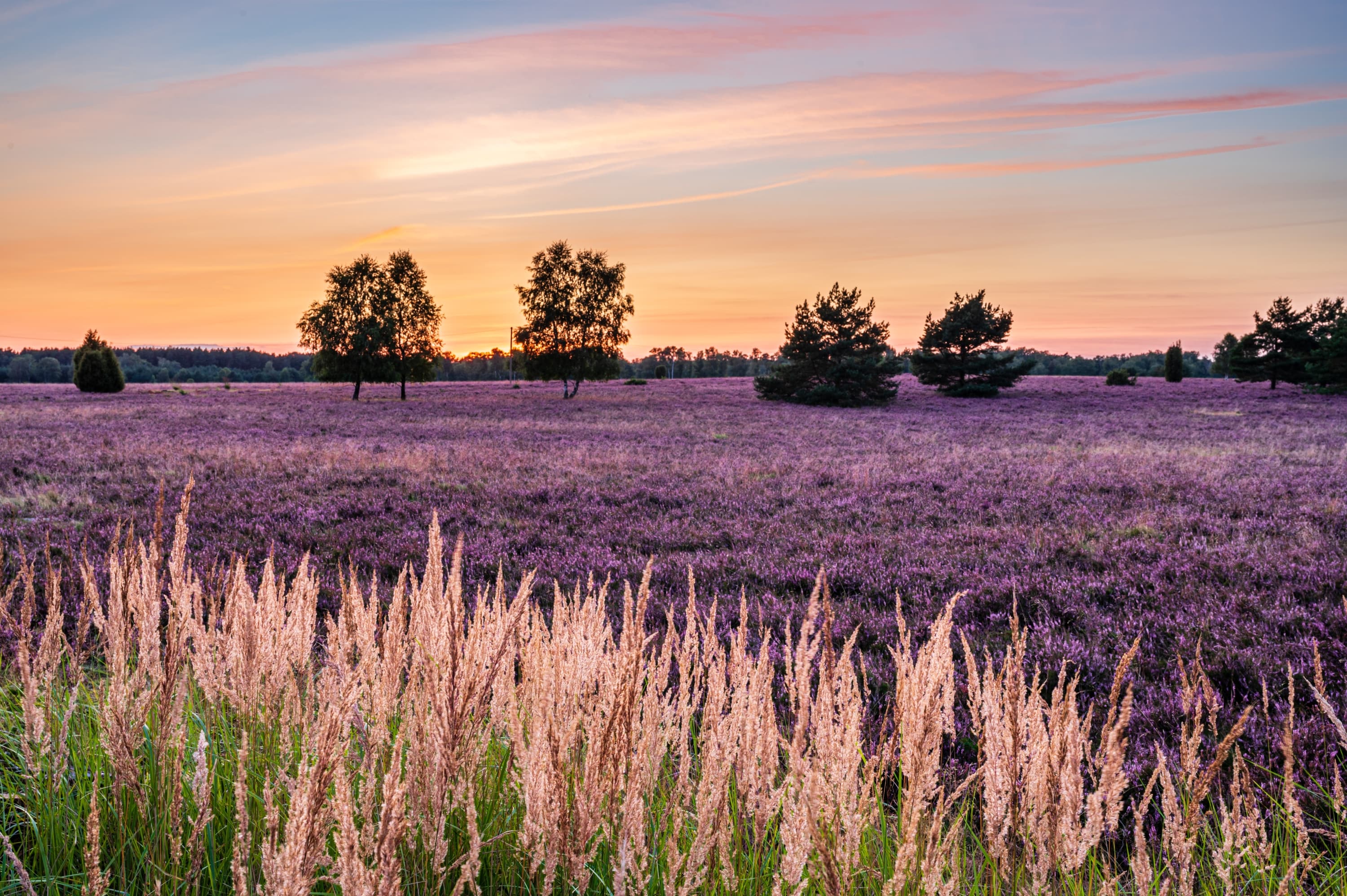 Heideblüte in der Oberoher Heide