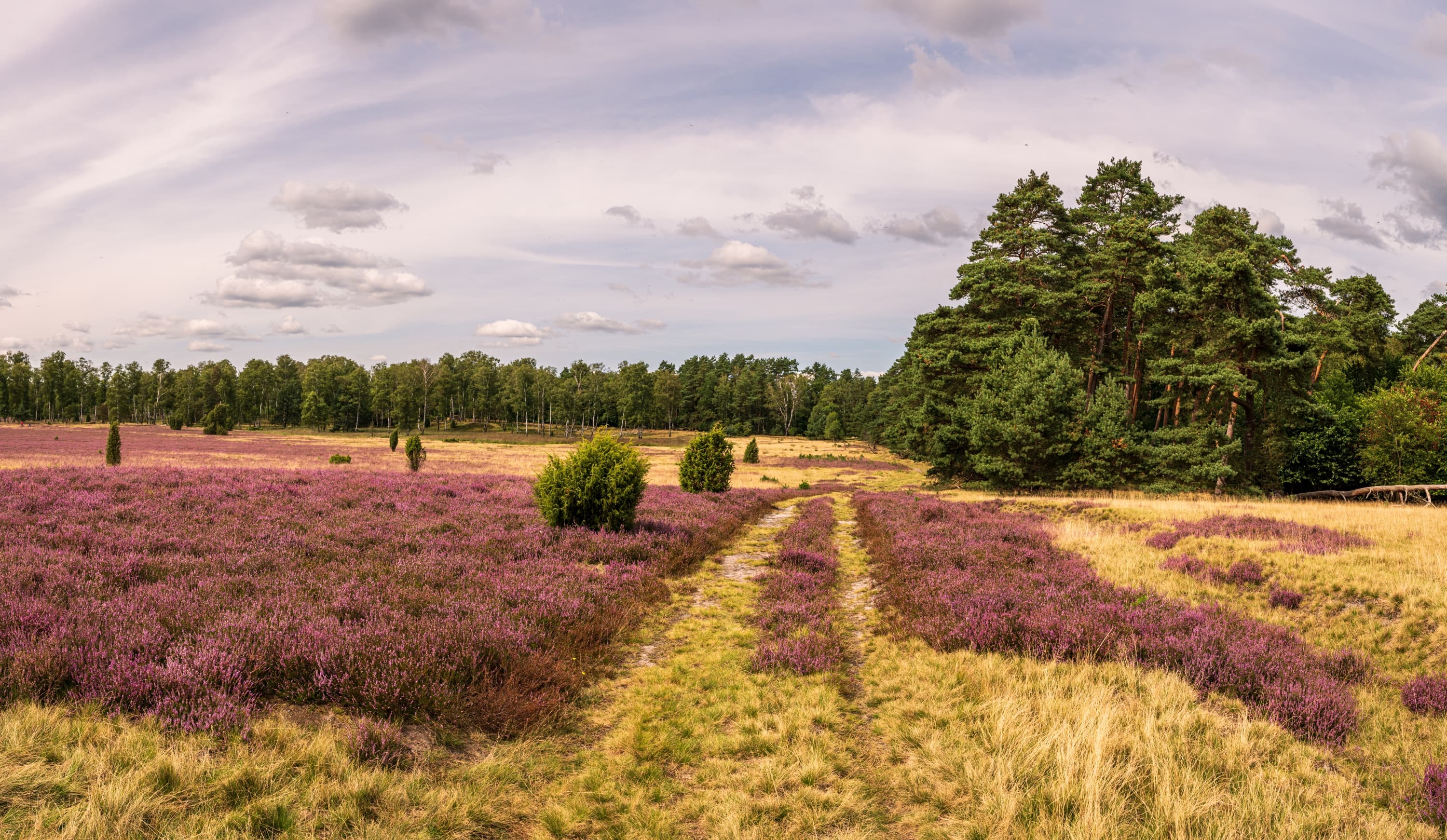 Heideblüte in der Oberoher Heide