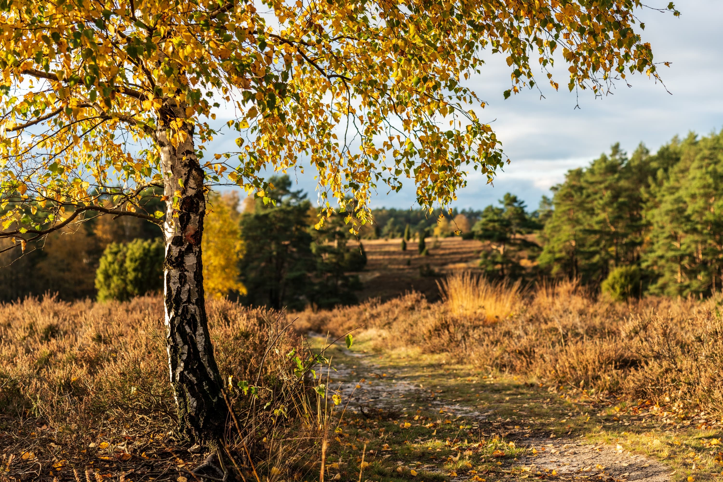 Die Misselhorner Heide im Herbst