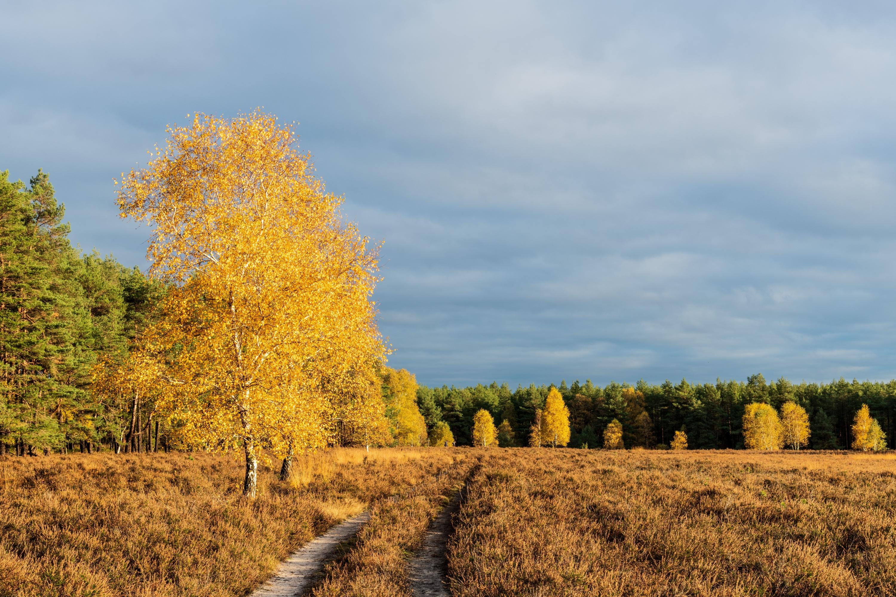 Die Misselhorner Heide im Herbstgewand