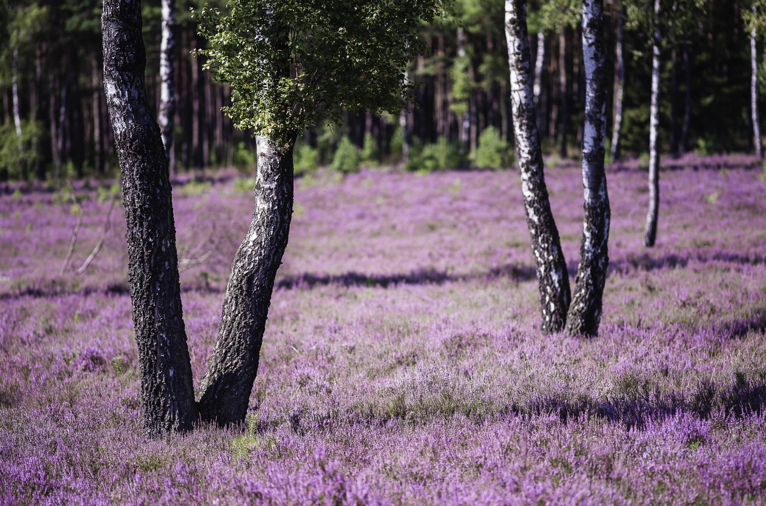 Birken in der blühenden Heide am Haußelberg