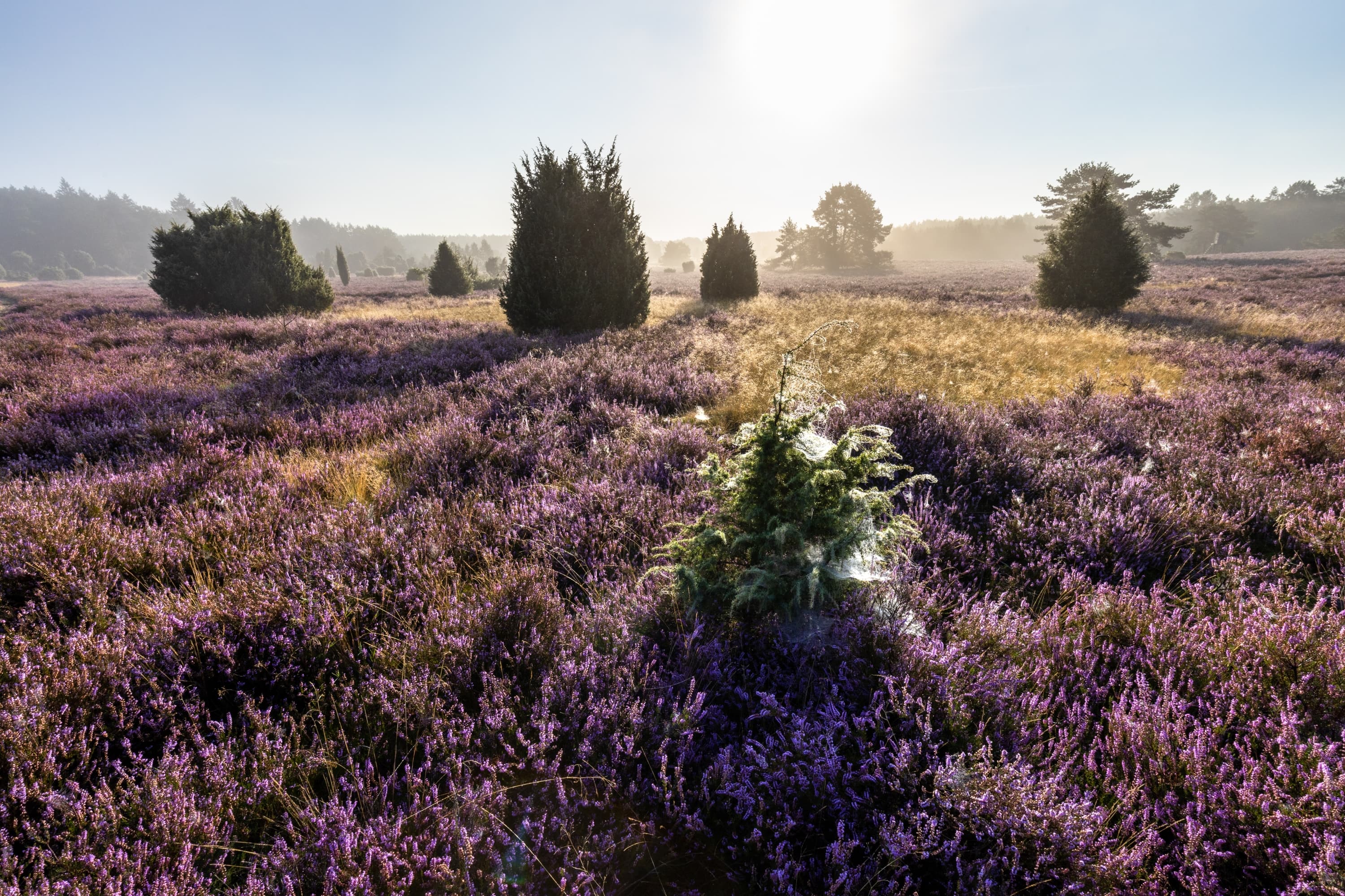 Die blühende Heide am Haußelberg im Sonnenaufgang