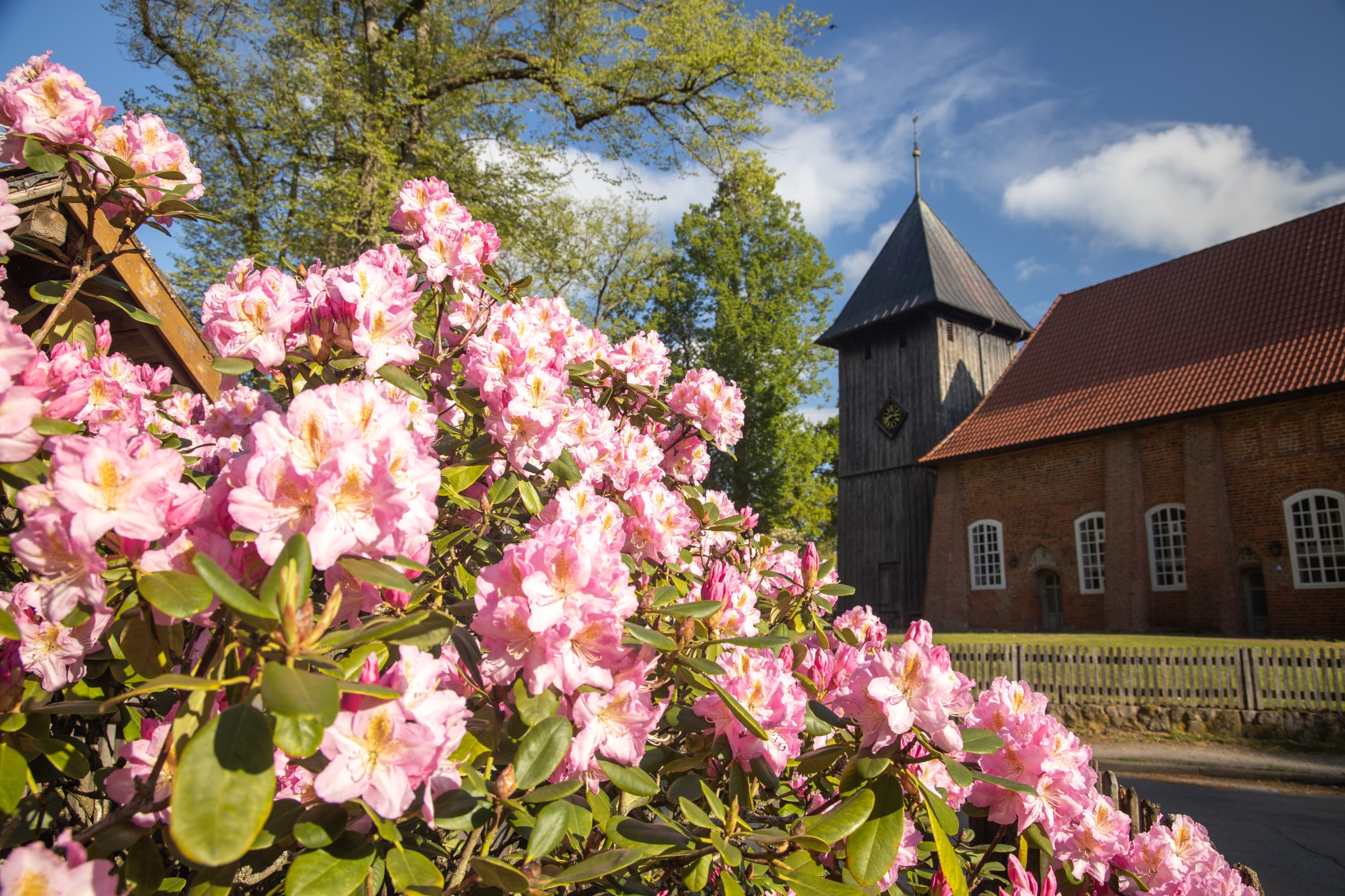 Rhododendron Frühling Müden (Örtze) Südheide