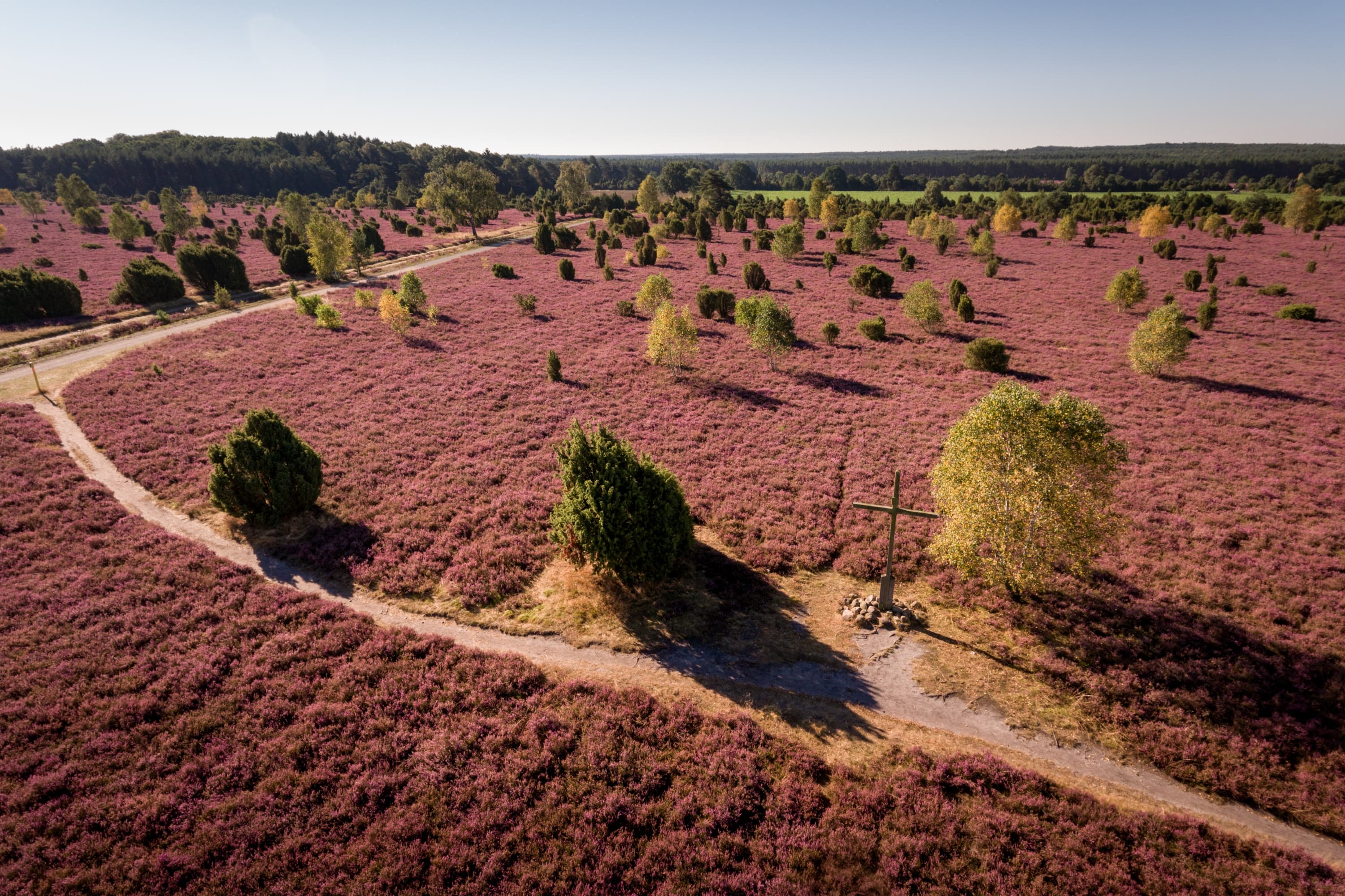 Luftaufnahme Wacholderwald Schmarbeck Heideblüte