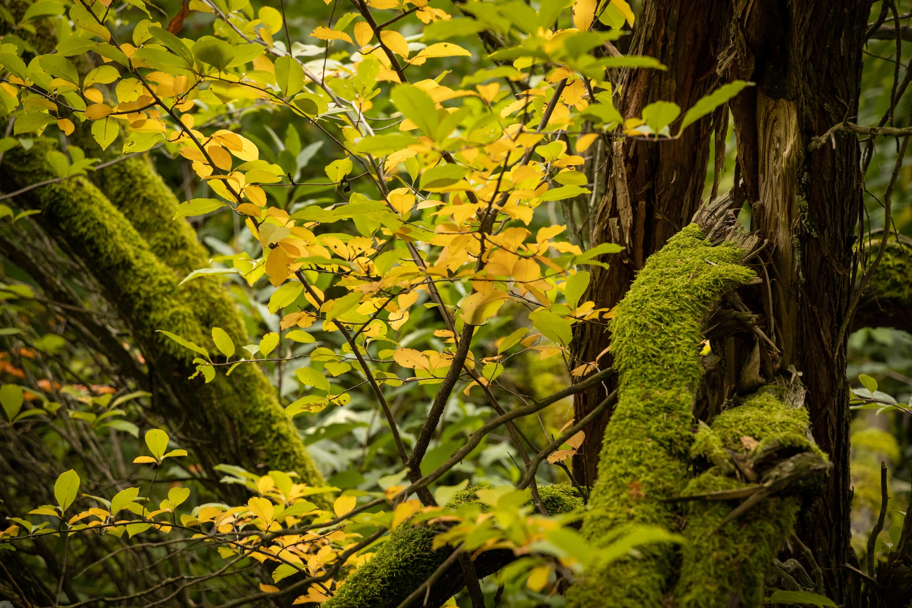 Herbstlaub in der Oberoher Heide