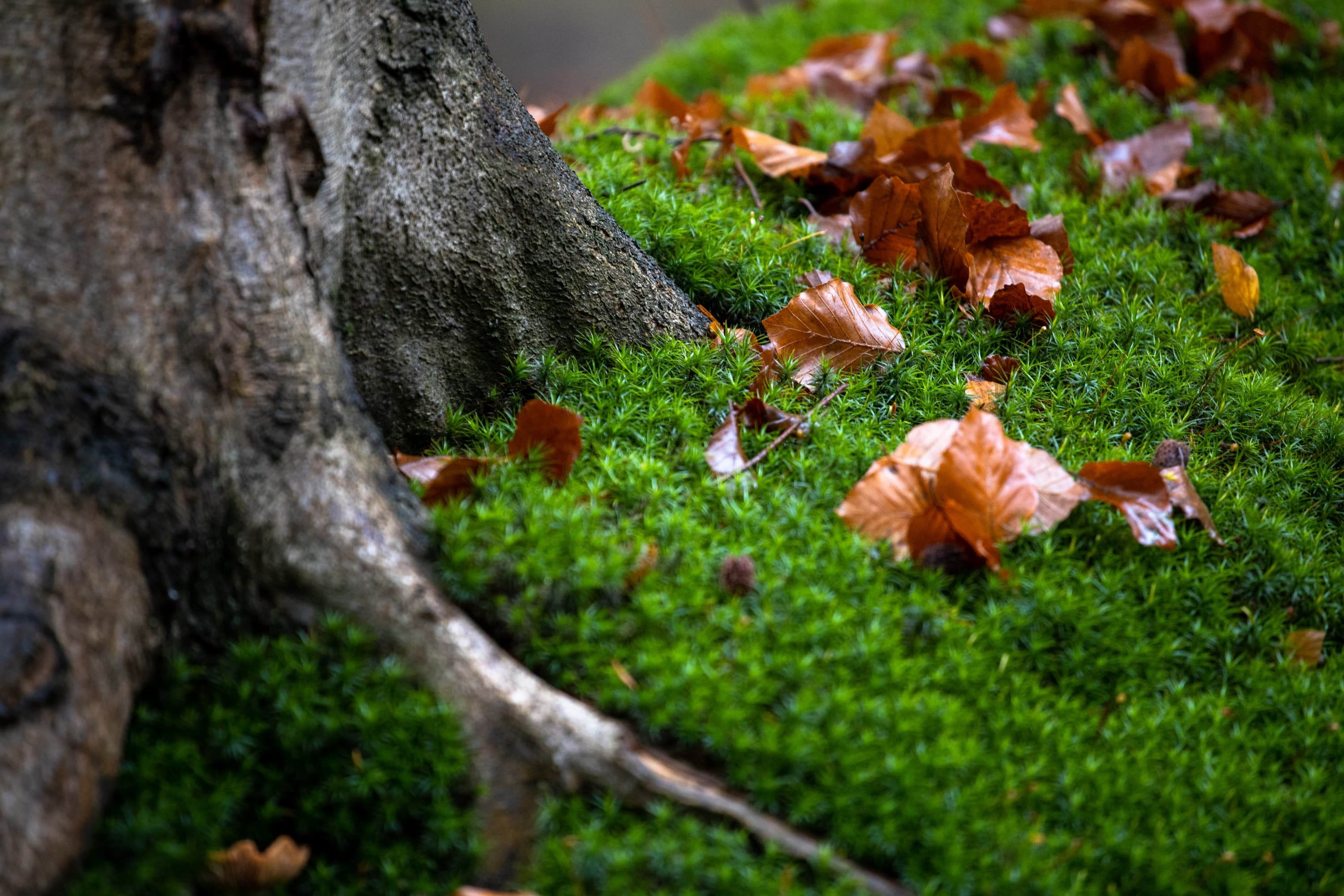 Herbst im Lüßwald, ein Urwald in der Südheide