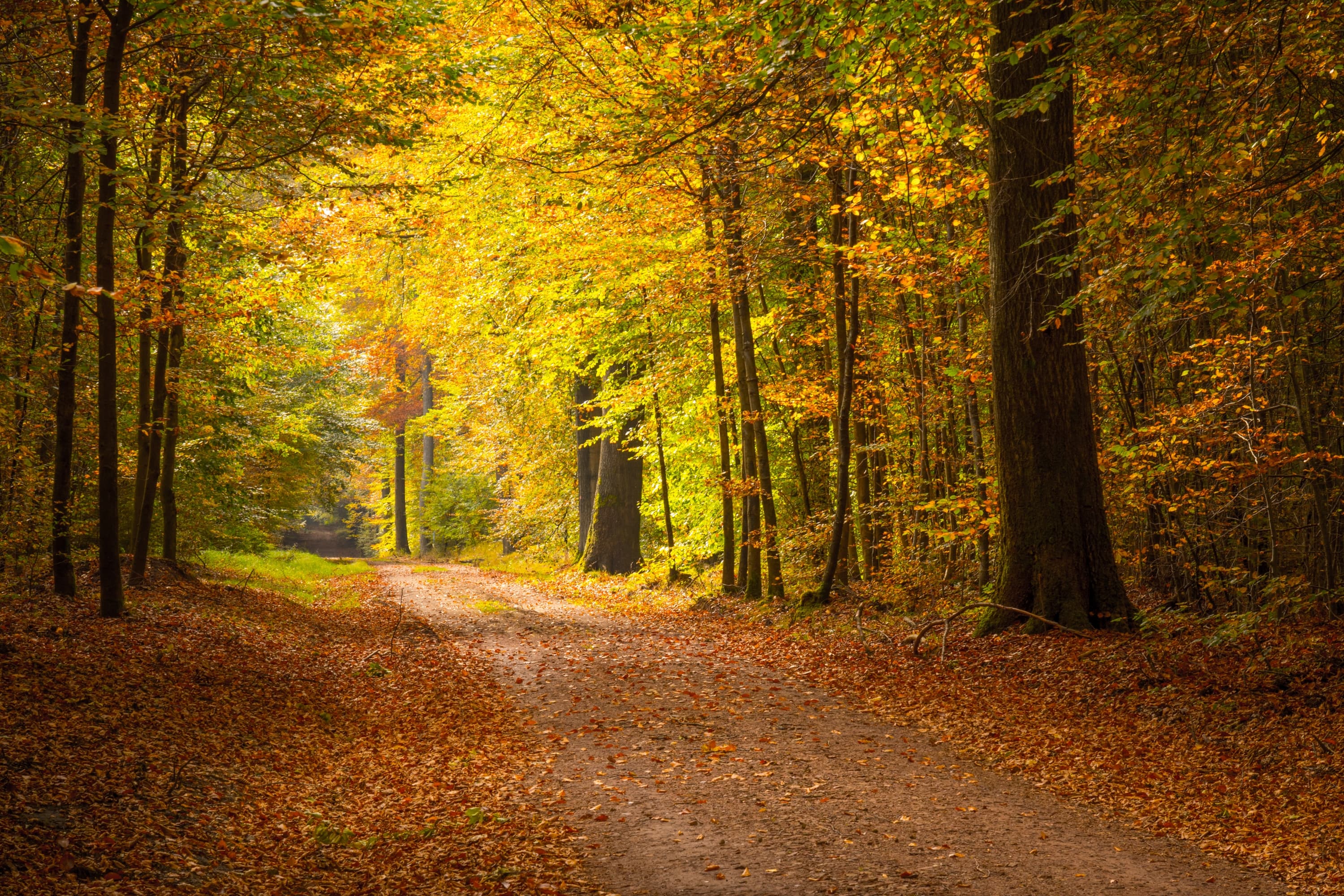 Laubfärbung im Lüßwald