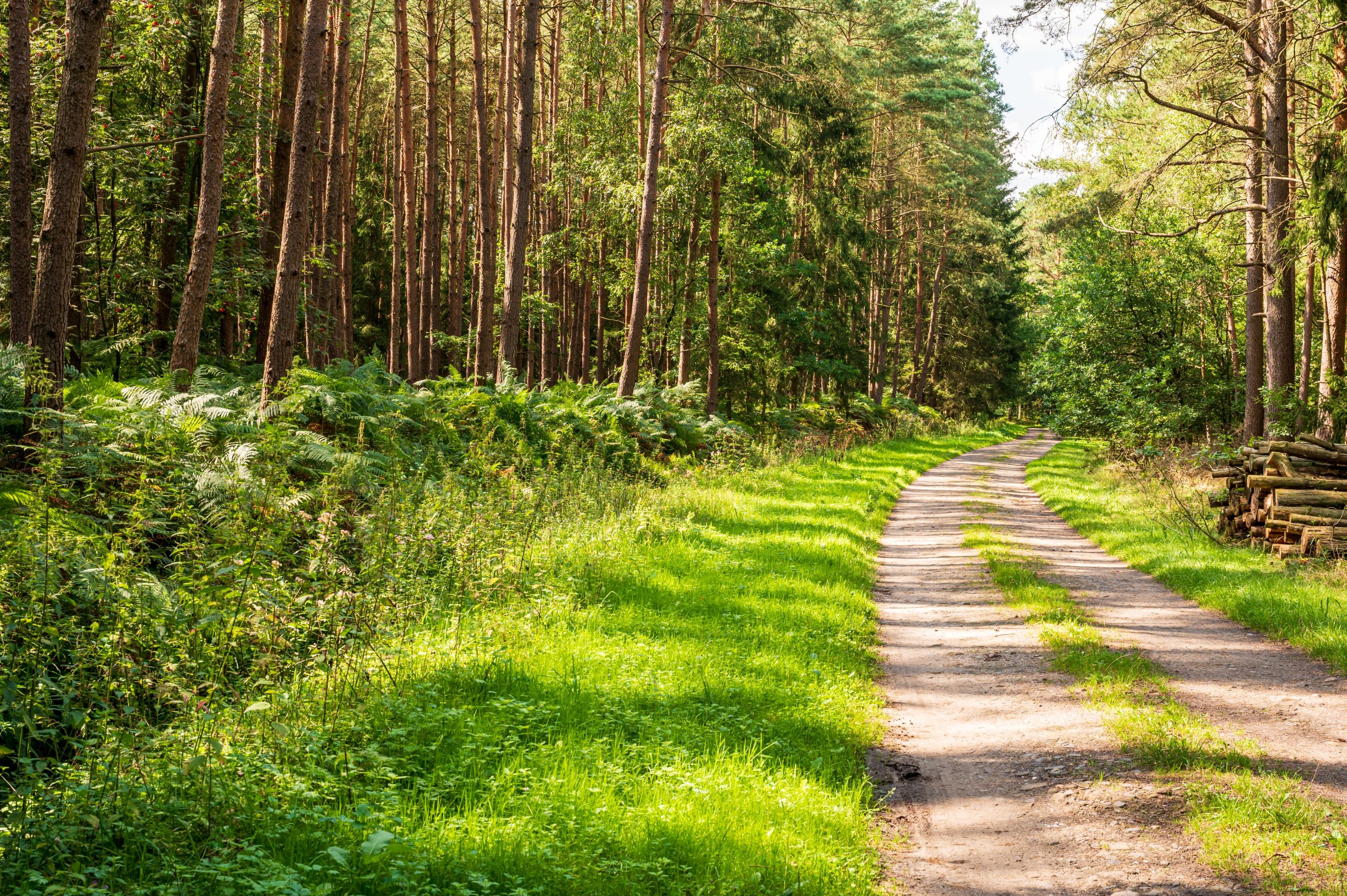 Wanderweg durch den Wald in Weesen