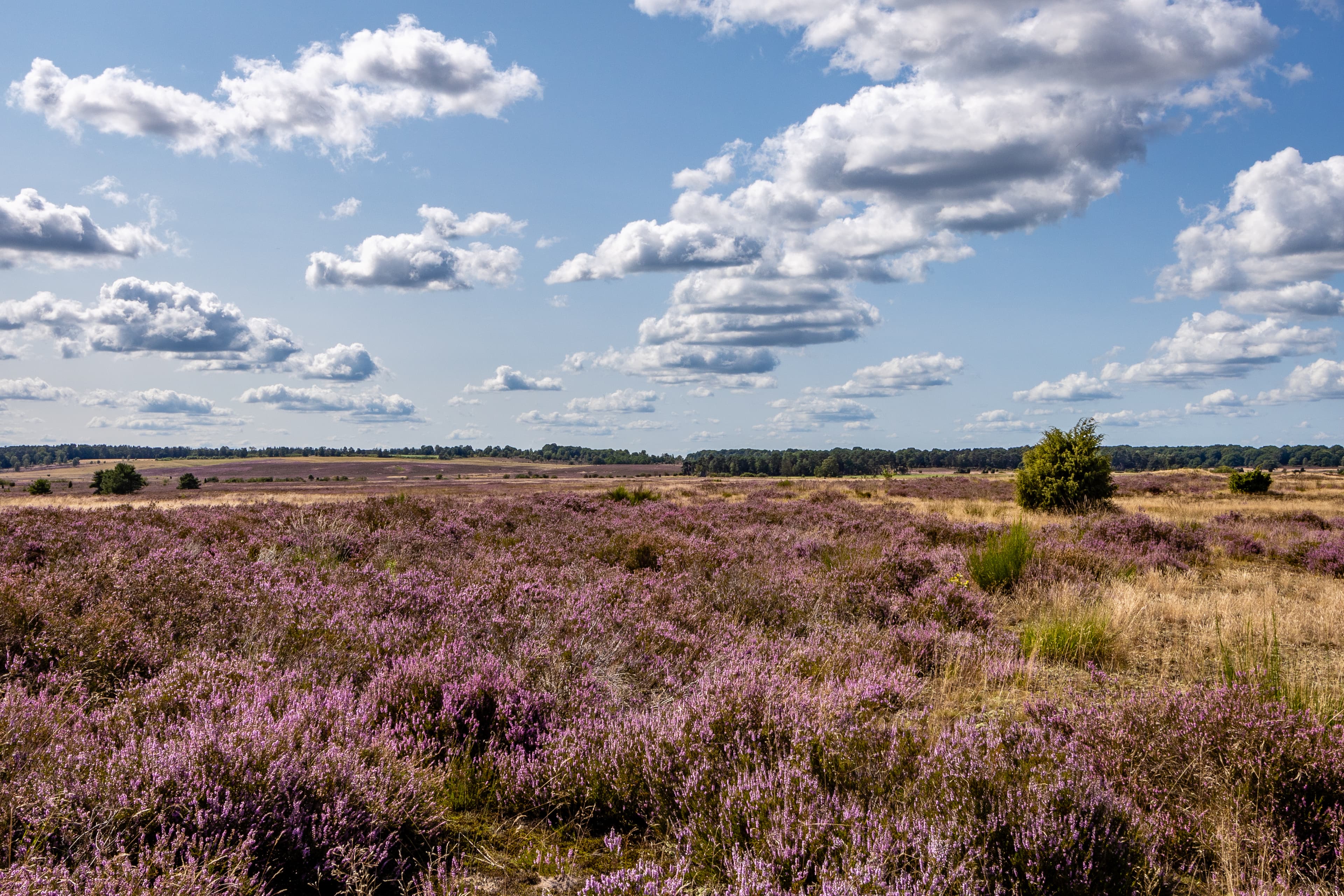 Blühende Behringer Heide mit violettem Heidekraut unter weitem Wolkenhimmel.