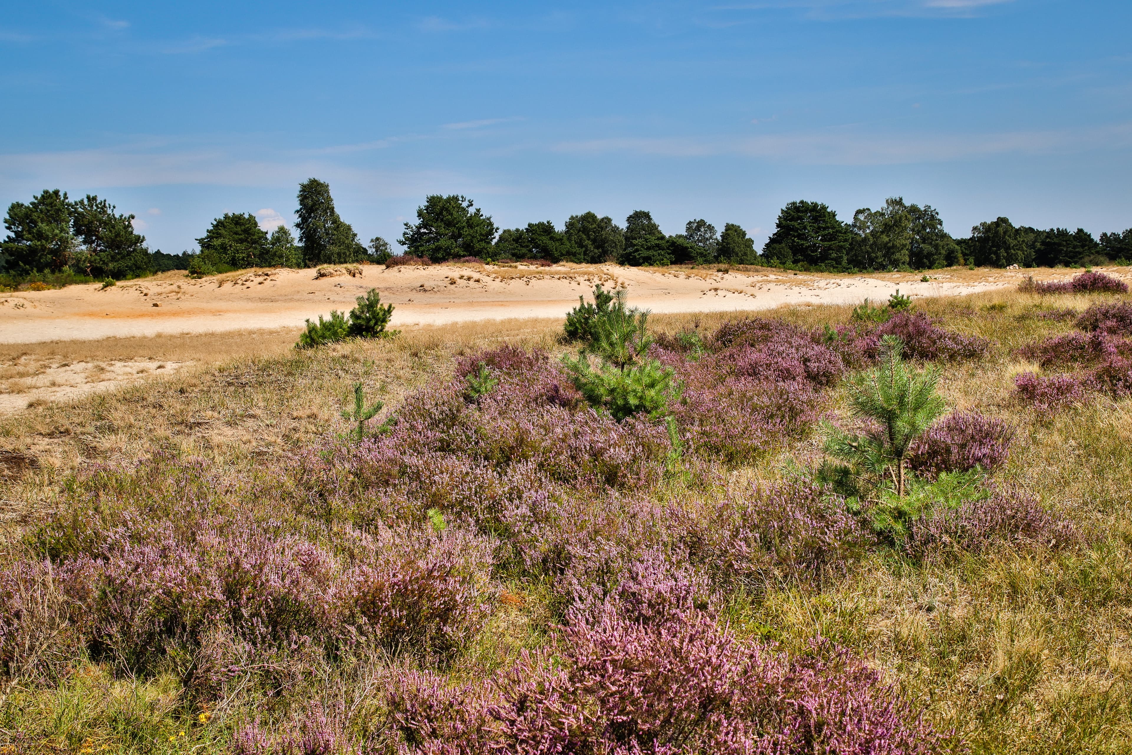 Blühende Heideflächen mit Sandweg und Baumreihe in der Behringer Heide bei Bispingen.