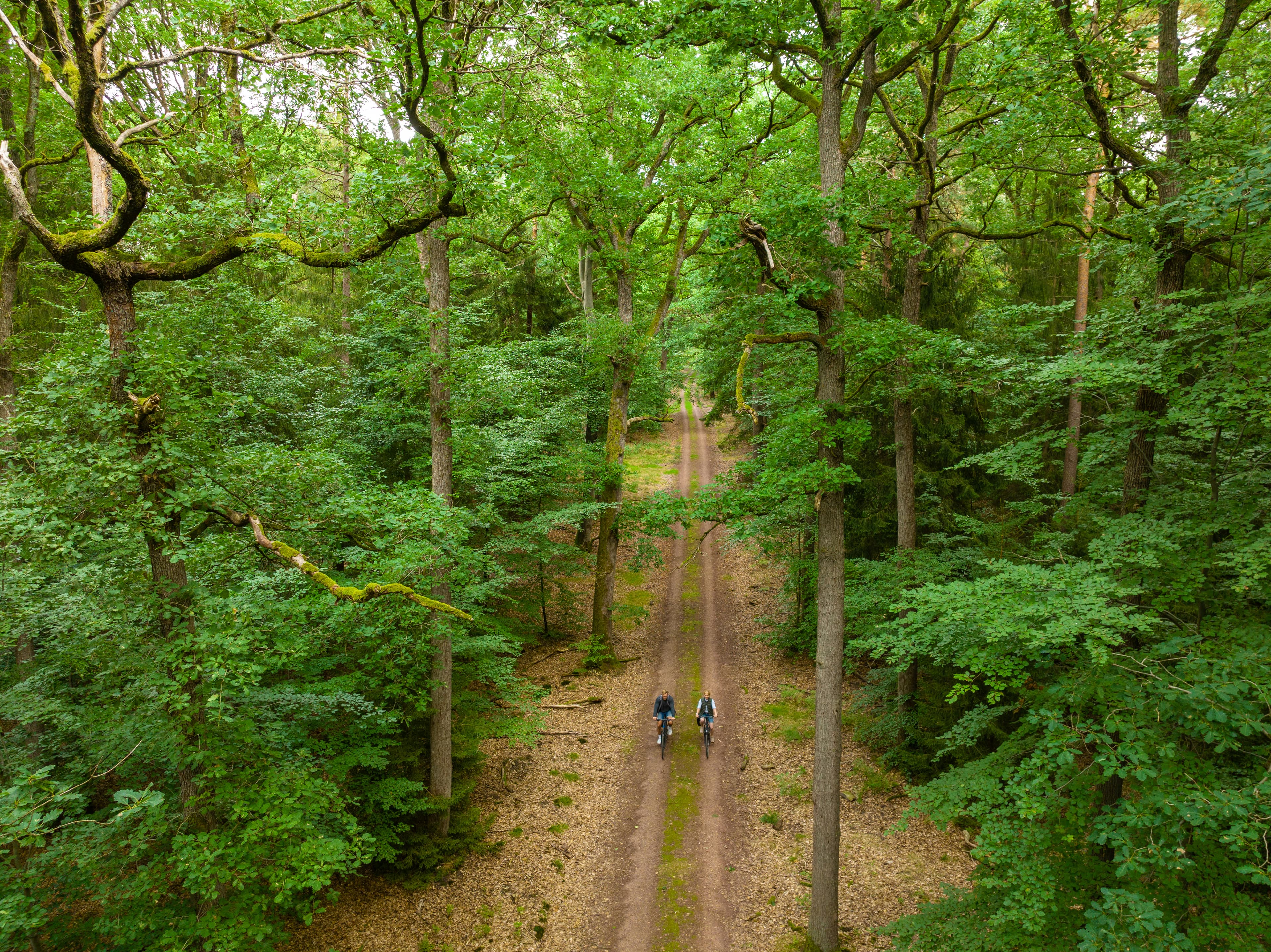 Fahrrad fahren im Lüßwald