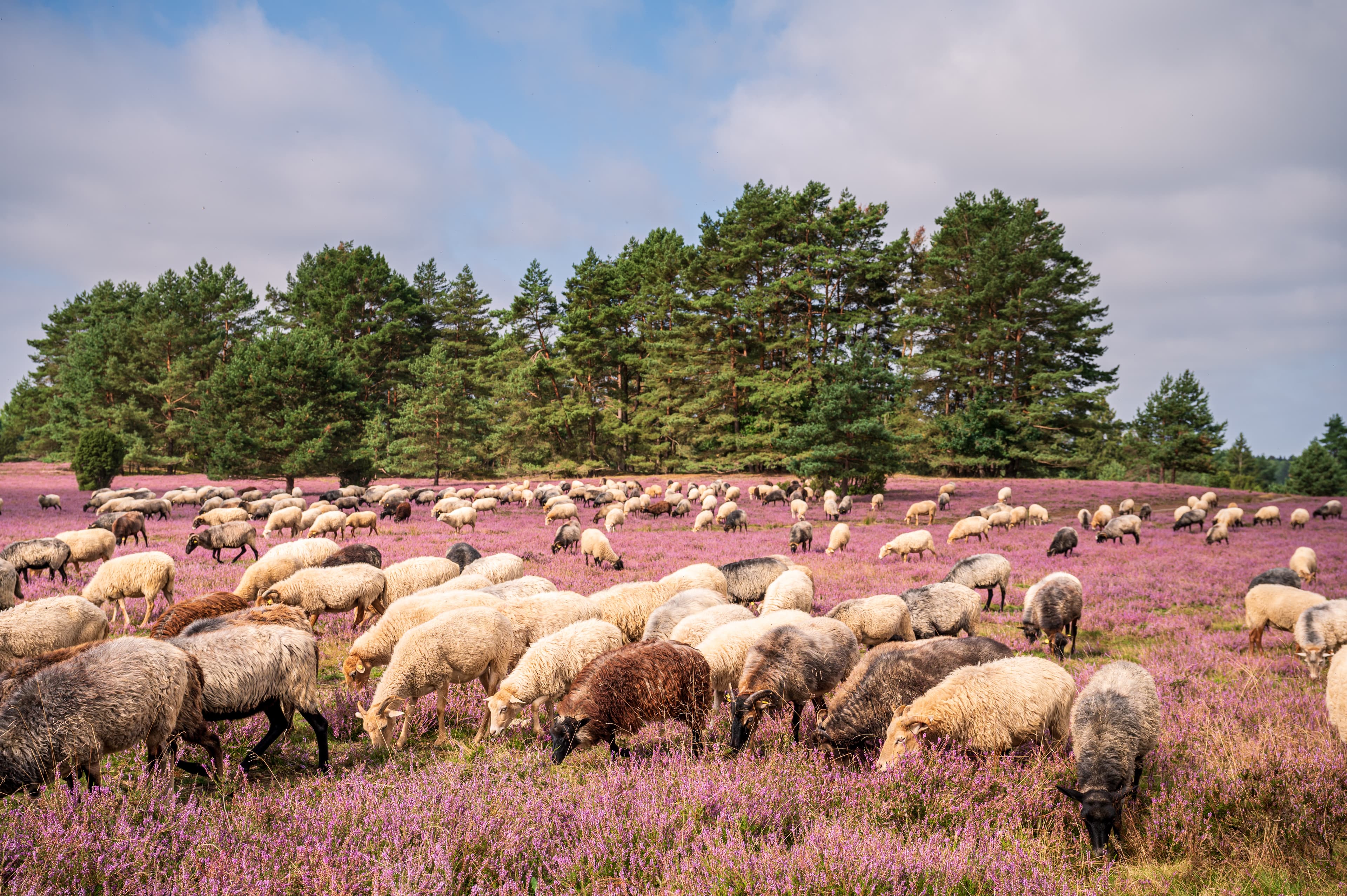 Hermannsburg_Misselhorner Heide Heideschnucken Heidebluete_ccbysa_MarTiem_20210825_05.jpg