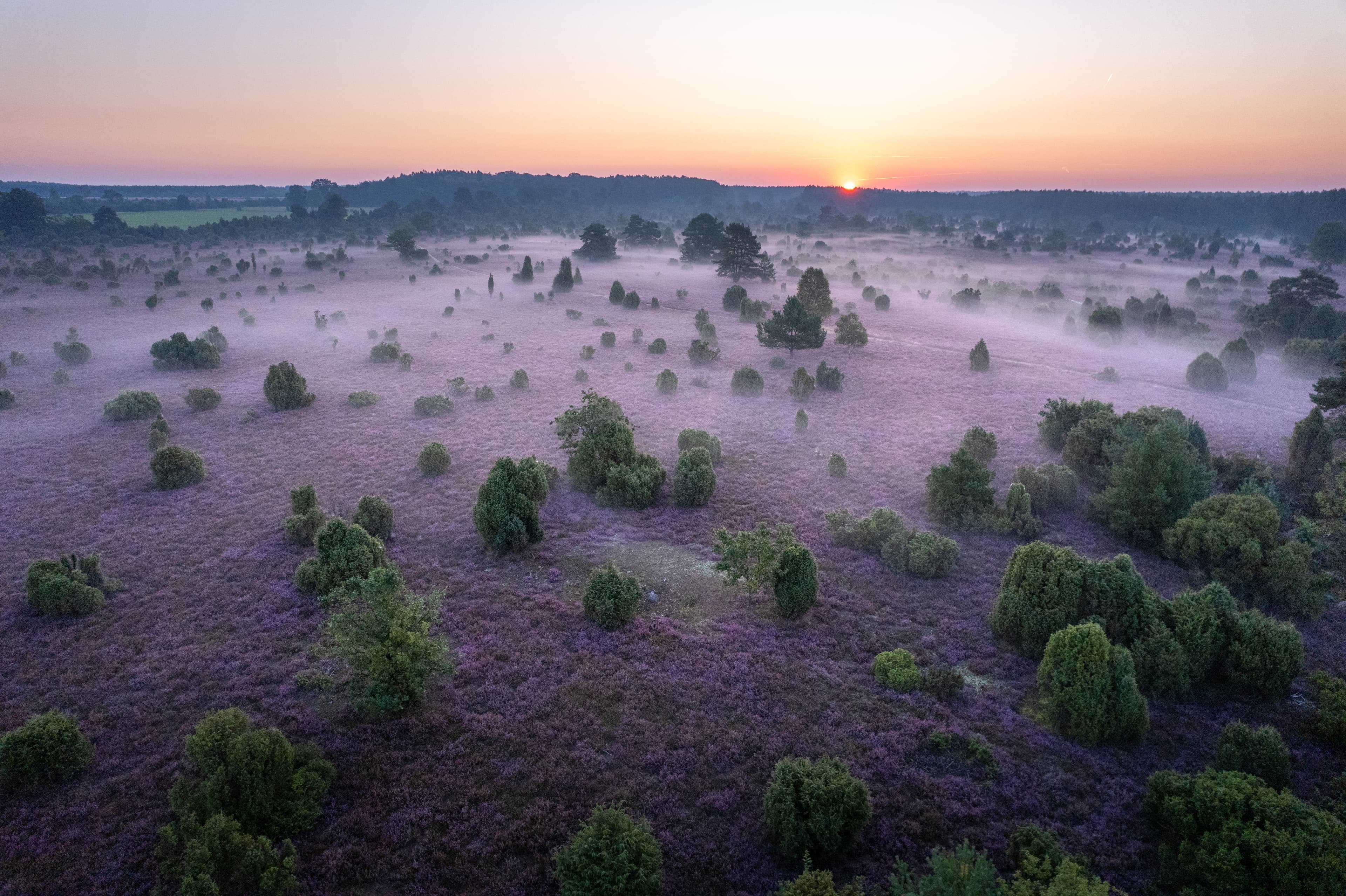 schmarbeck_Wacholderwald_drohne_luftbild_heidebluete_ccbysa_tl_20210909-2.jpg