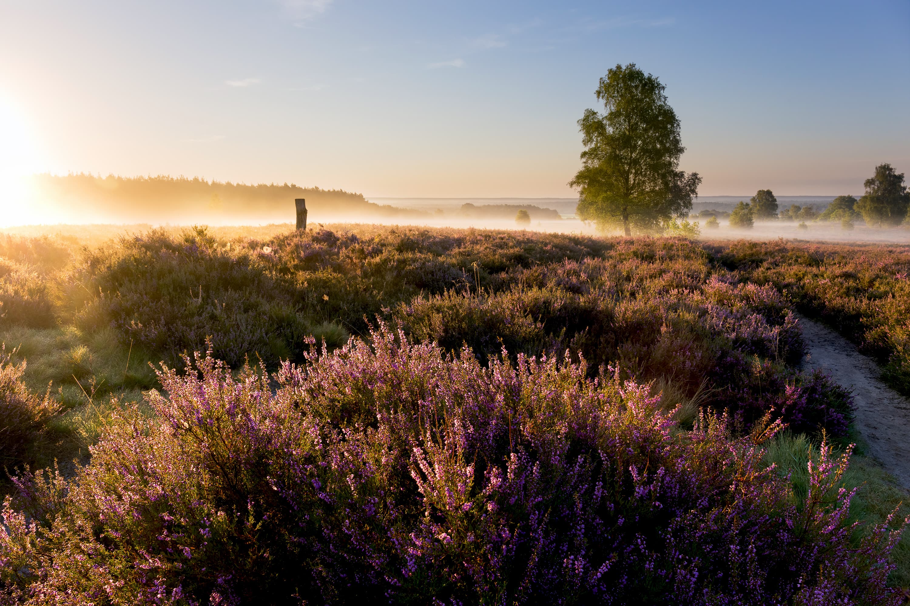 Lueneburger-Heide-Wietzer-Berg-Sonnenaufgang.jpg