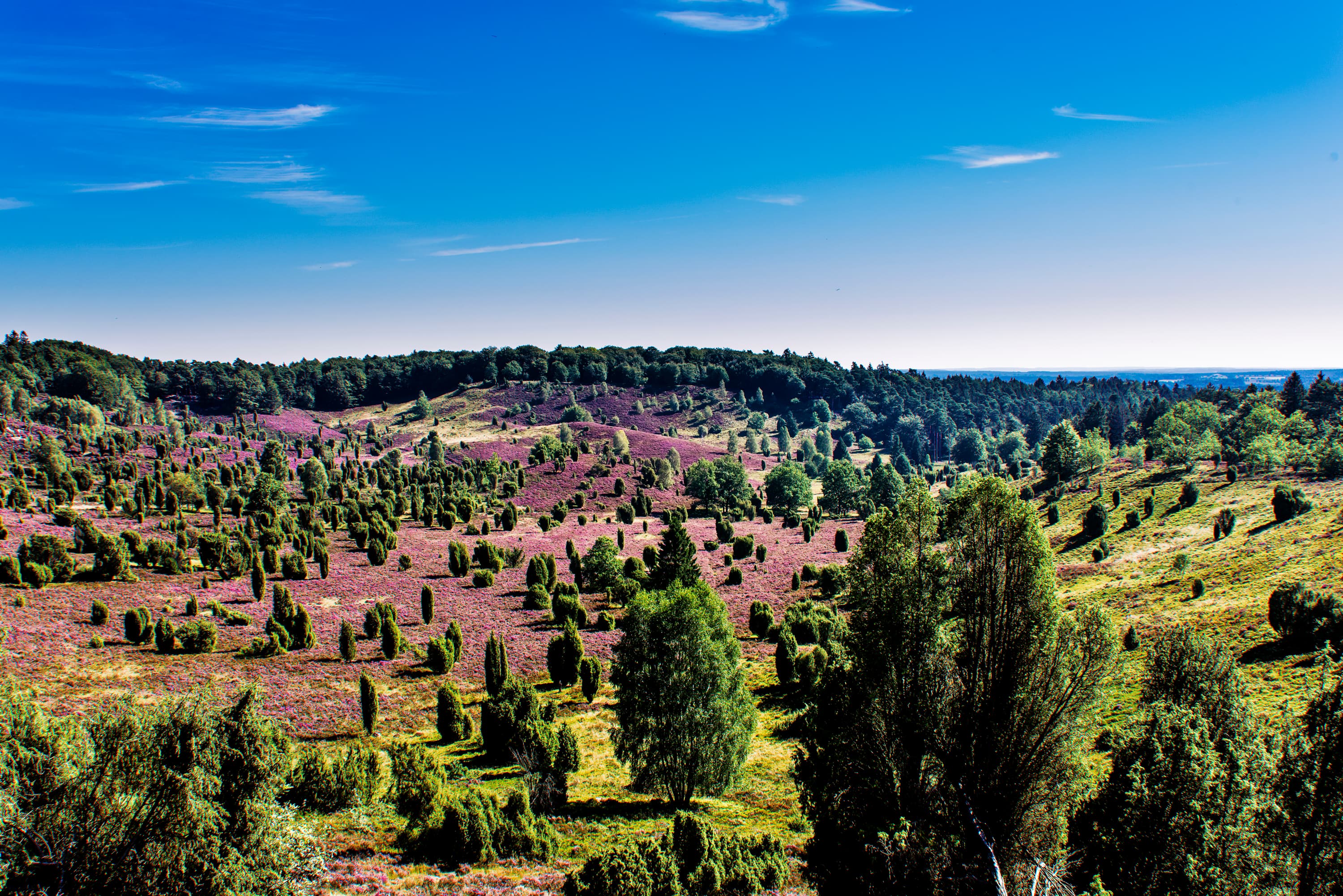 Lueneburger-Heide-Totengrund-Ueberblick.jpg