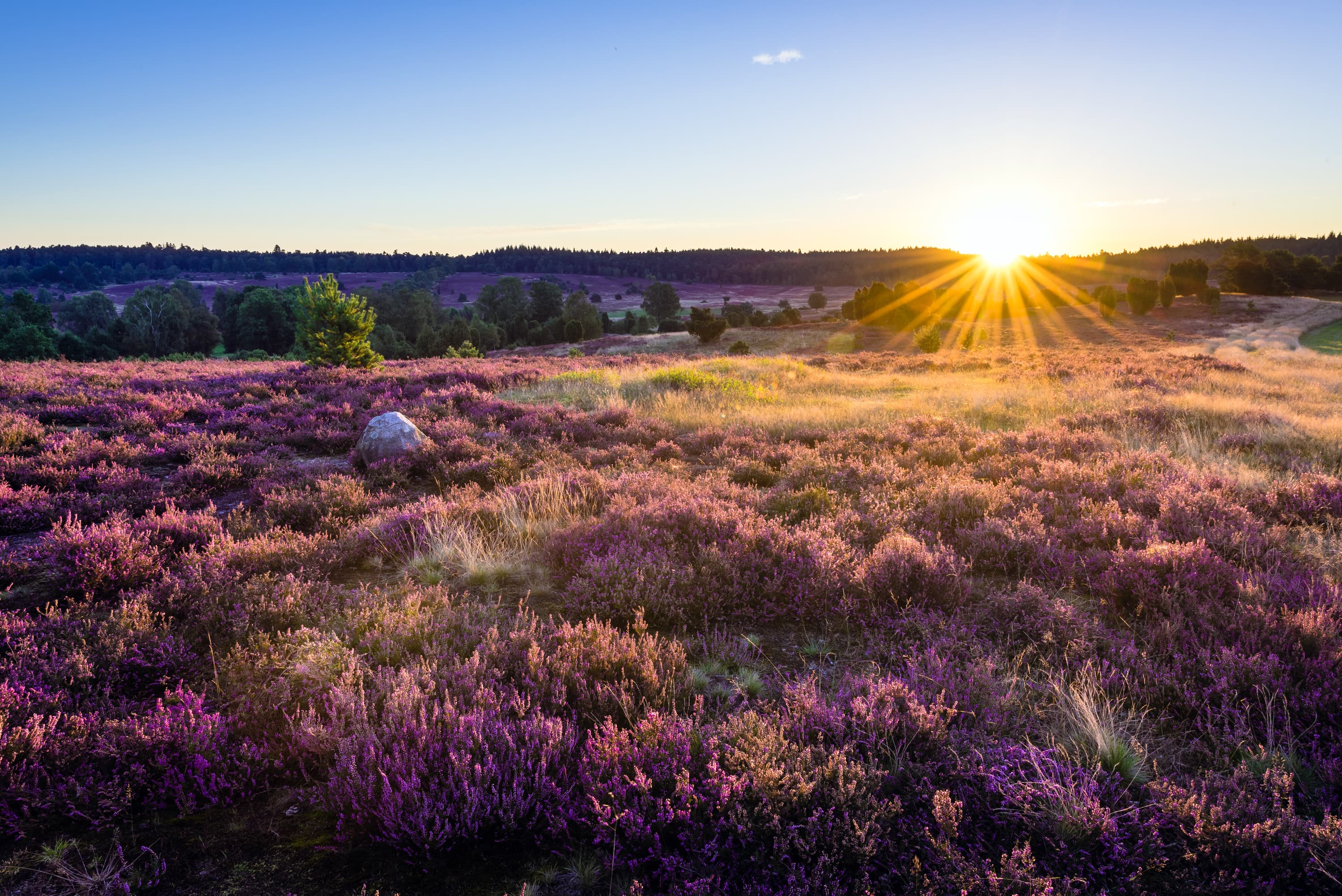 Lueneburger-Heide-Turmberg-Blick.jpg